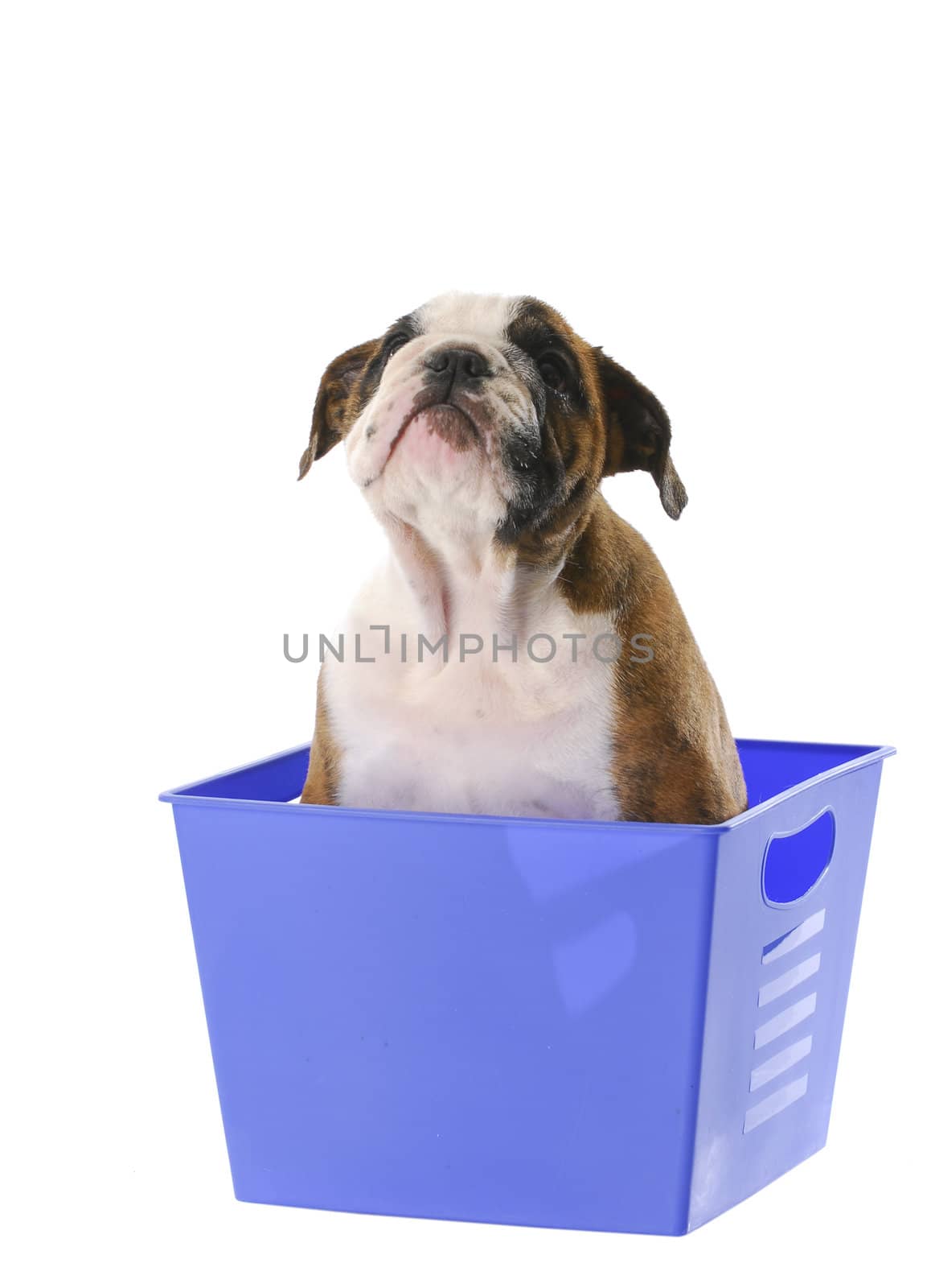 eight week old english bulldog puppy sitting in blue basket isolated on white background