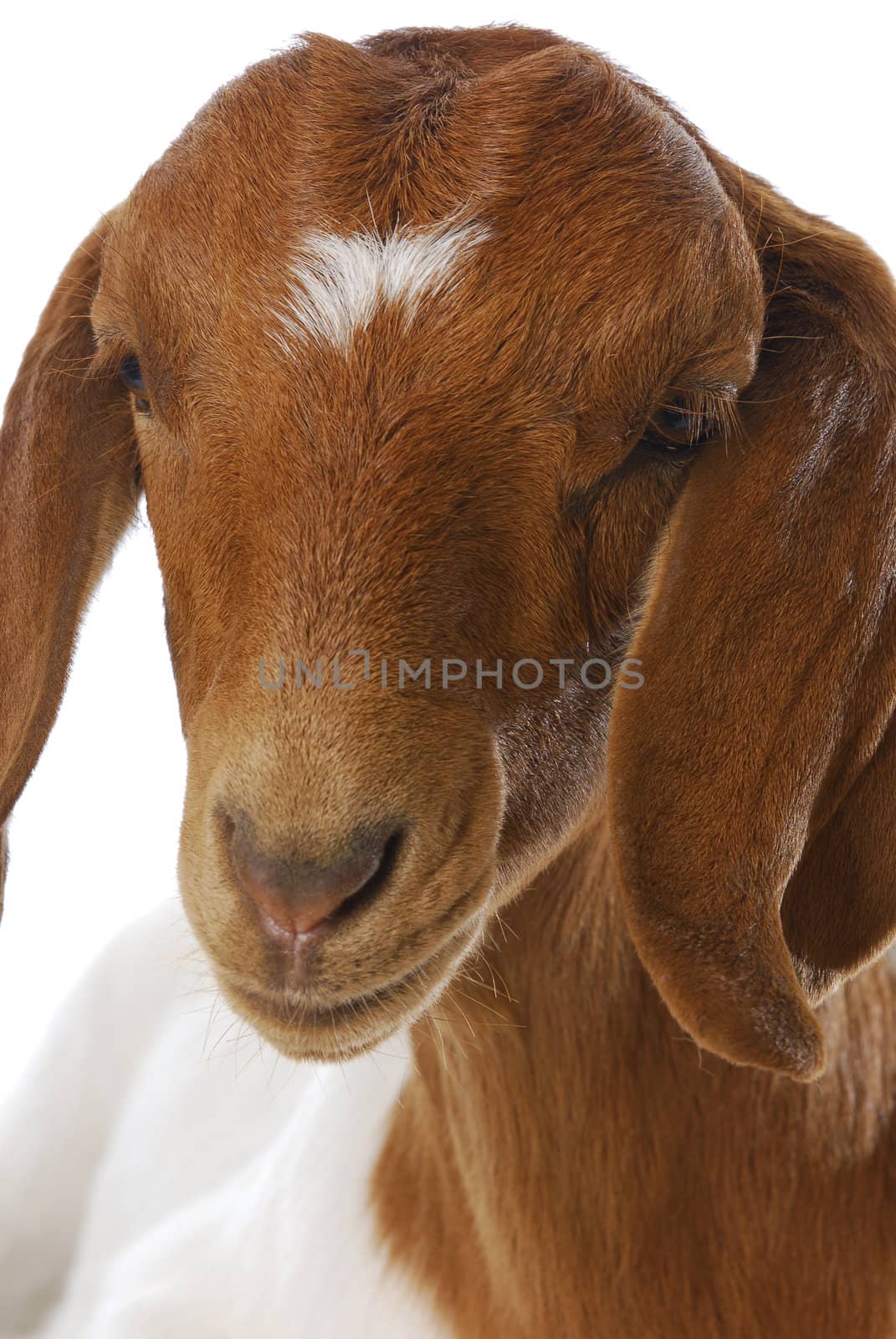 goat - south african boer goat doeling on white background