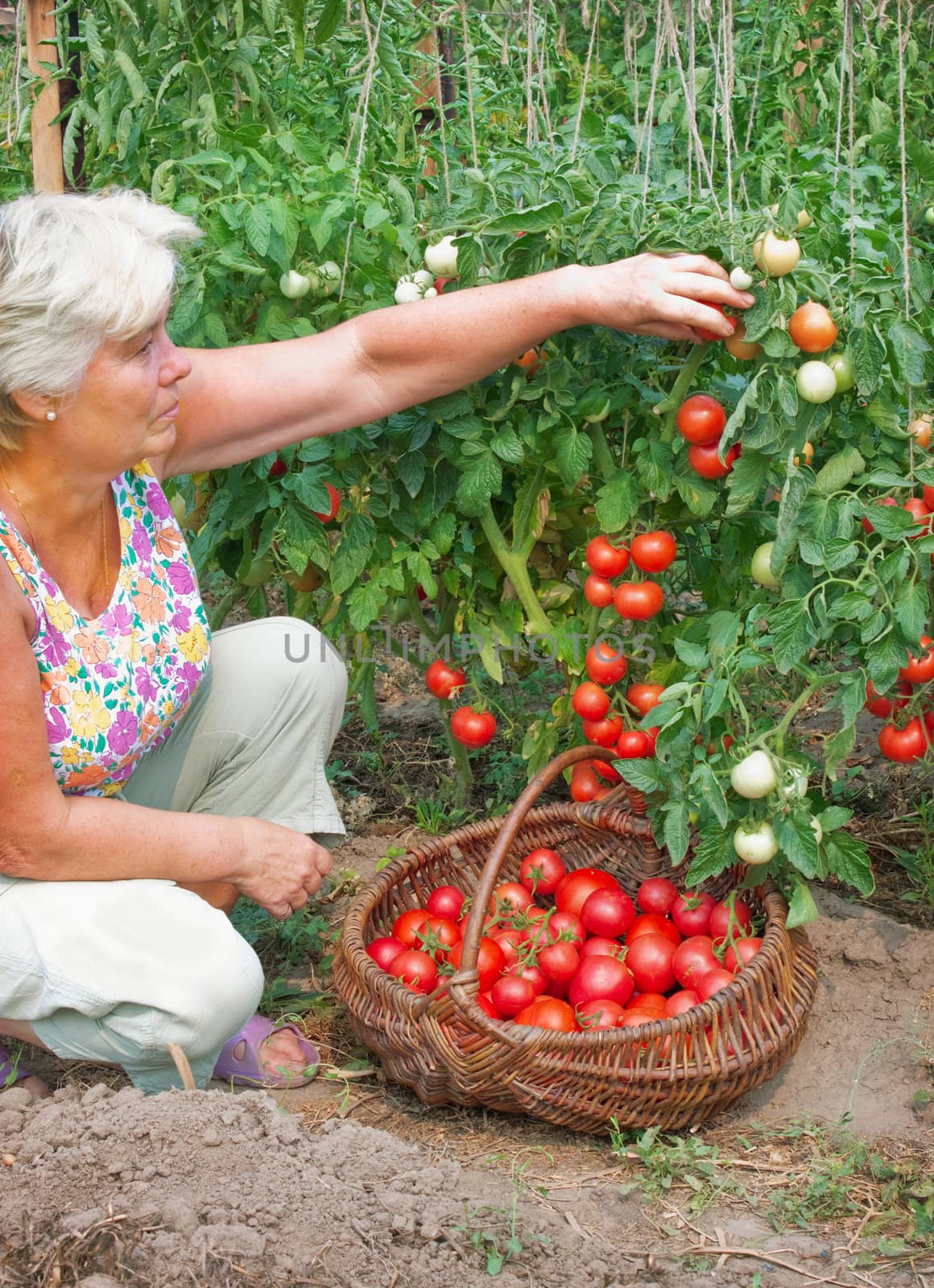 Elderly mistress of a kitchen garden reaps a crop