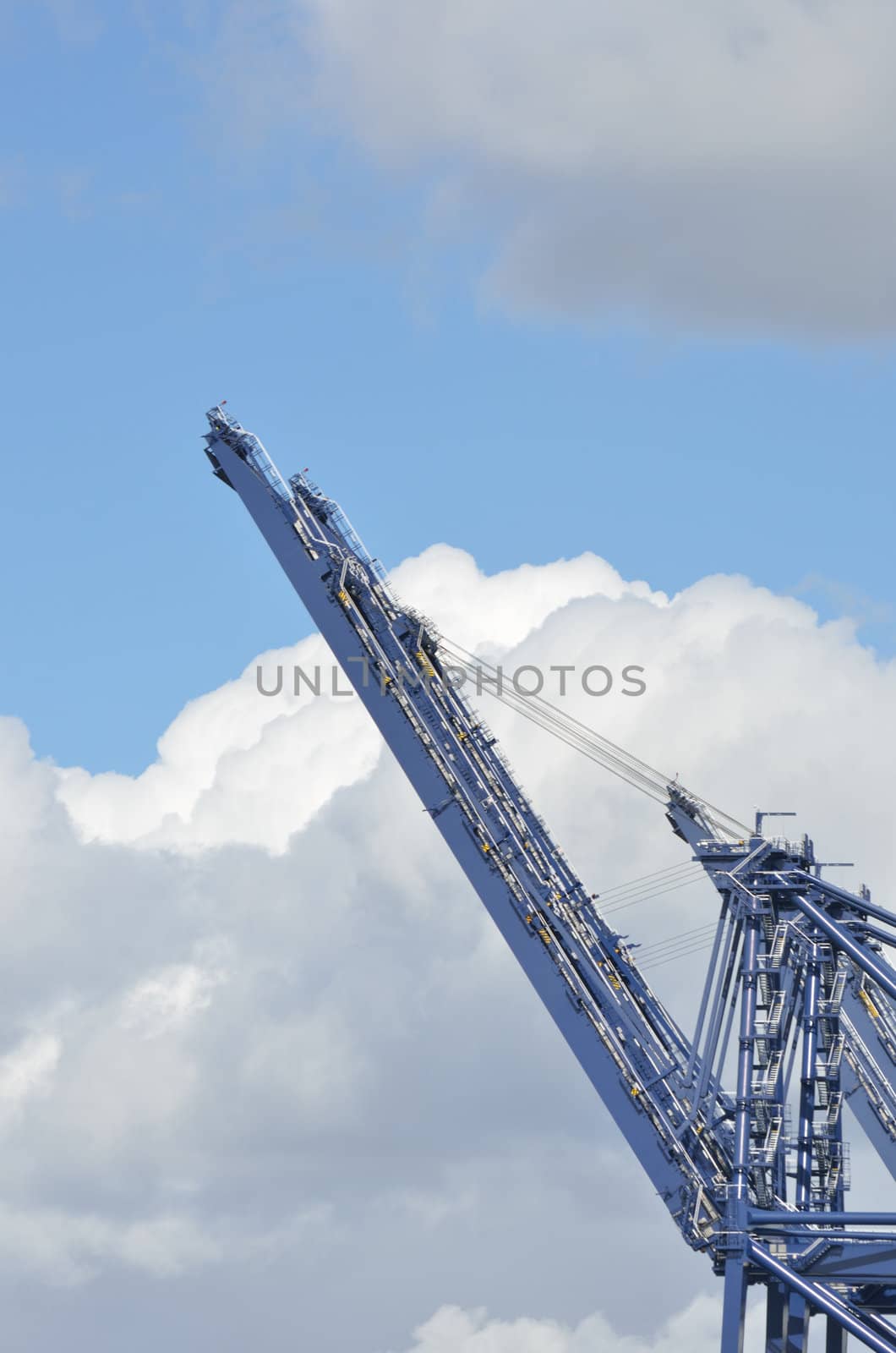 Large Blue Crane in portrait view