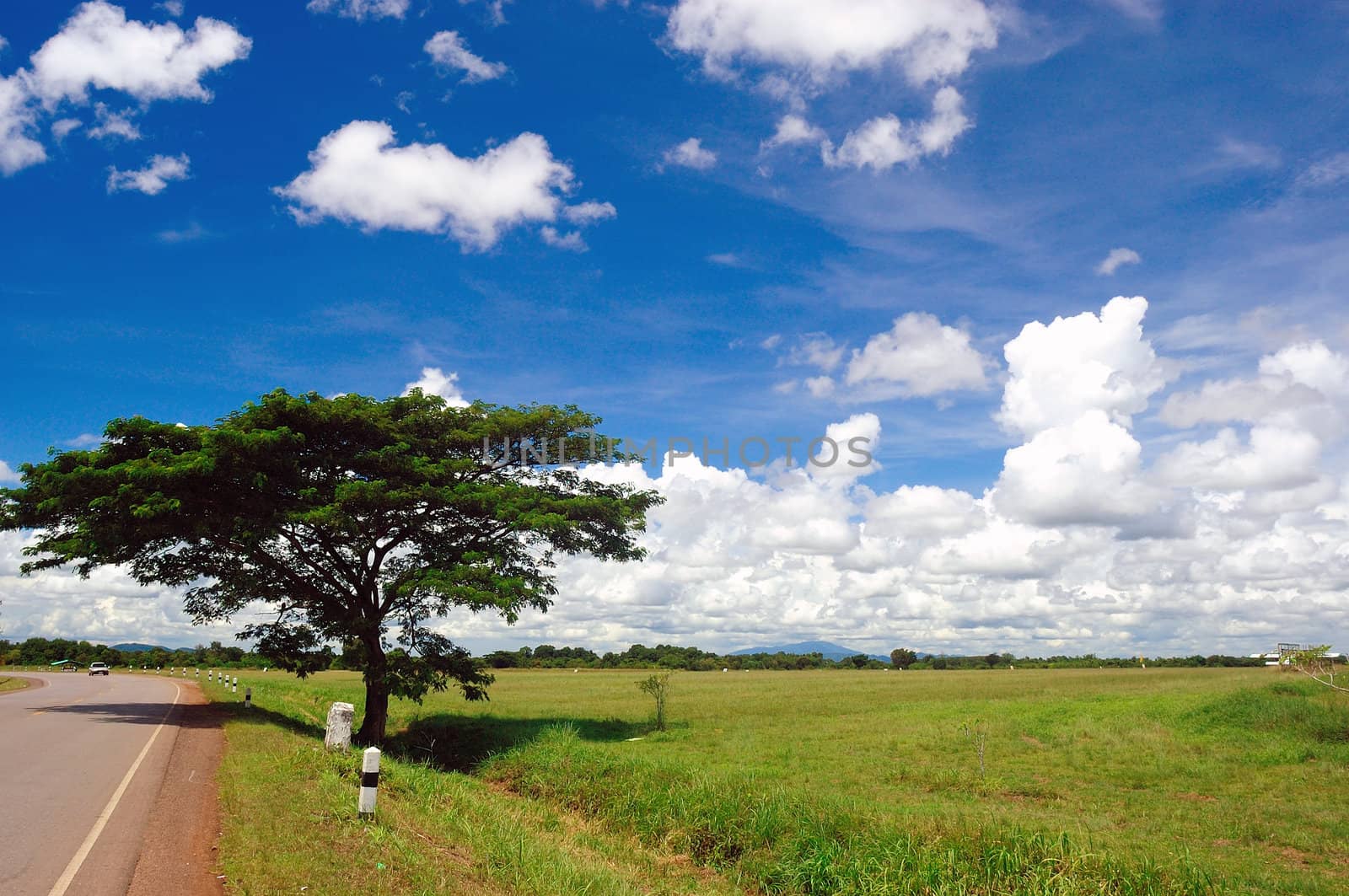 Big tree beside country road. by ngungfoto