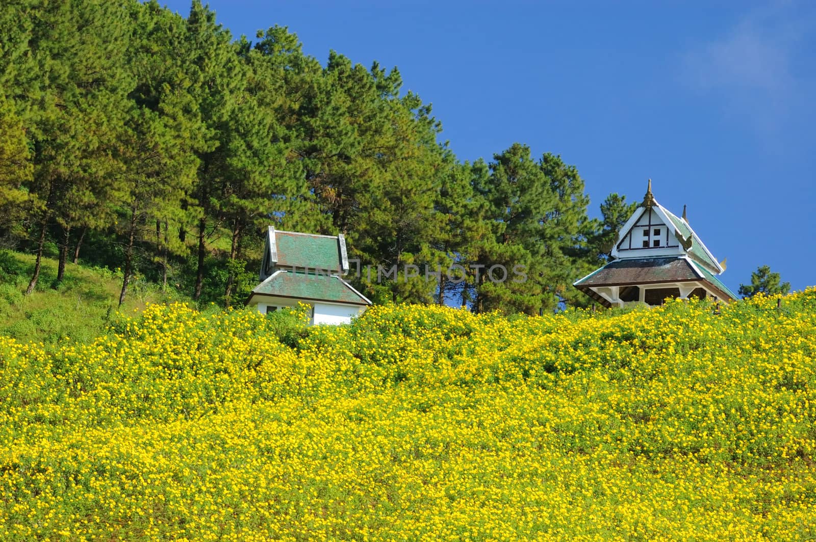 SaLa Thai in mexican sunflower weed on the hill and blue sky.Forest Park, Tung Bua Tong, Mae Hong Son, Thailand.