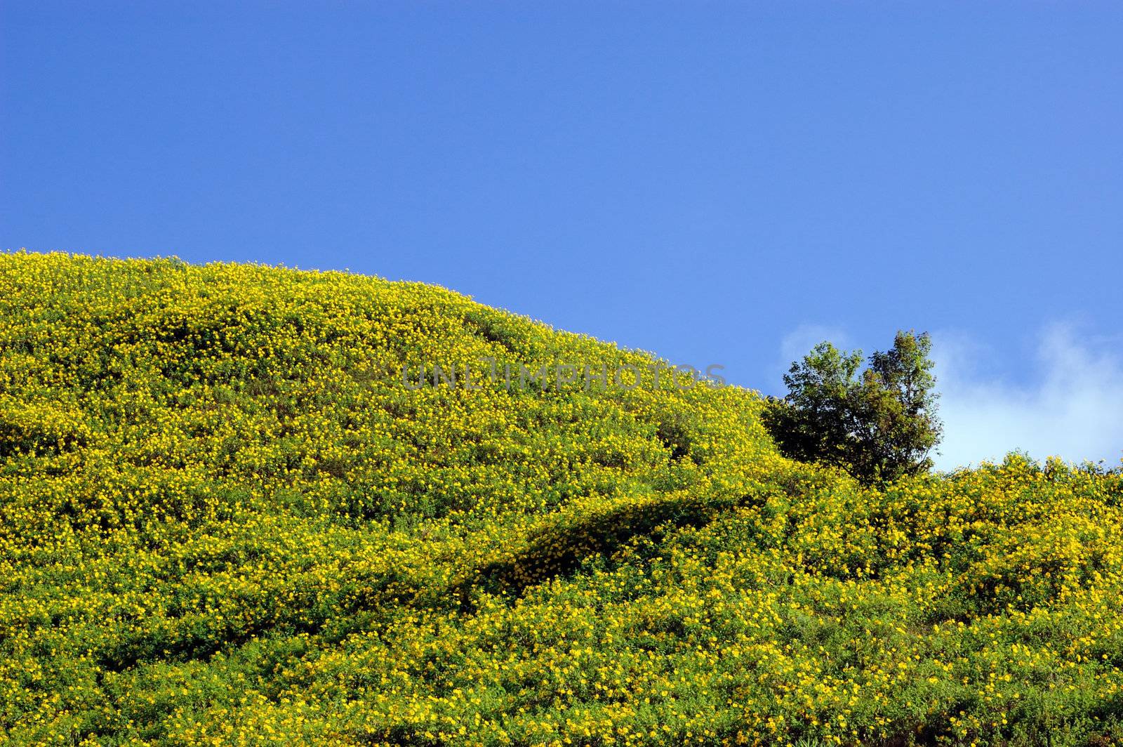 Mexican sunflower weed on the hill and blue sky by ngungfoto