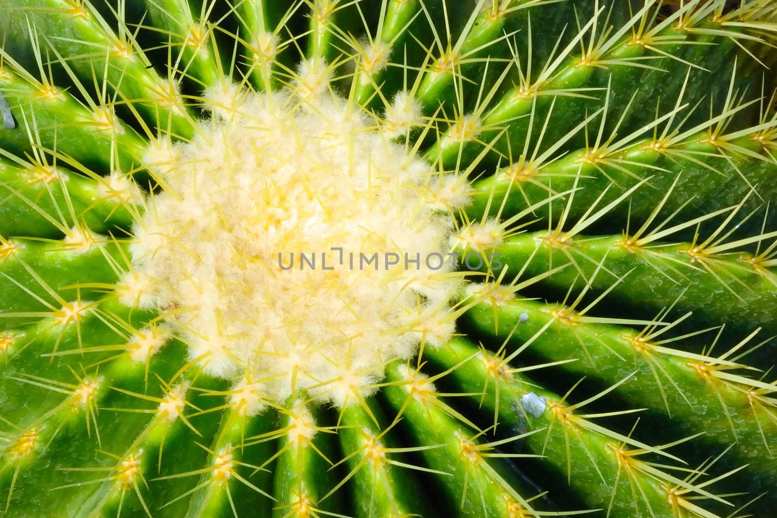 Close-up detail cactus.  by ngungfoto