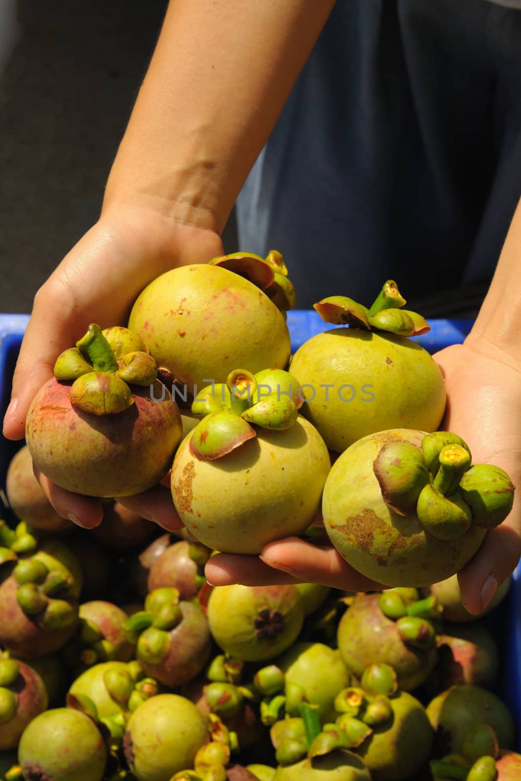 Green mangosteen in her hand beautiful and delicious.