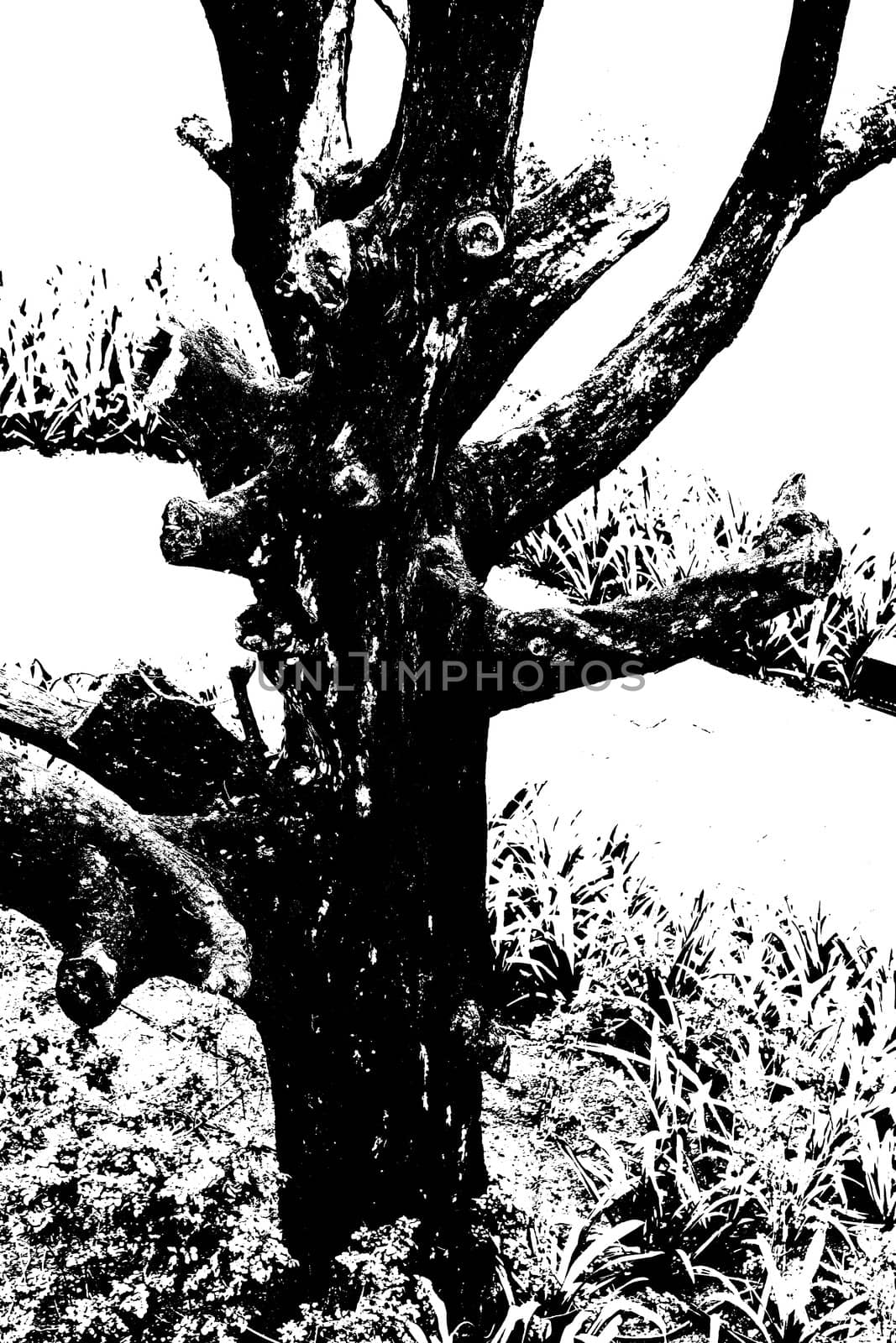 Generic portrait of a dead tree by a garden path shot from an elevated position. Rendered photograph and shot location was Goa, India