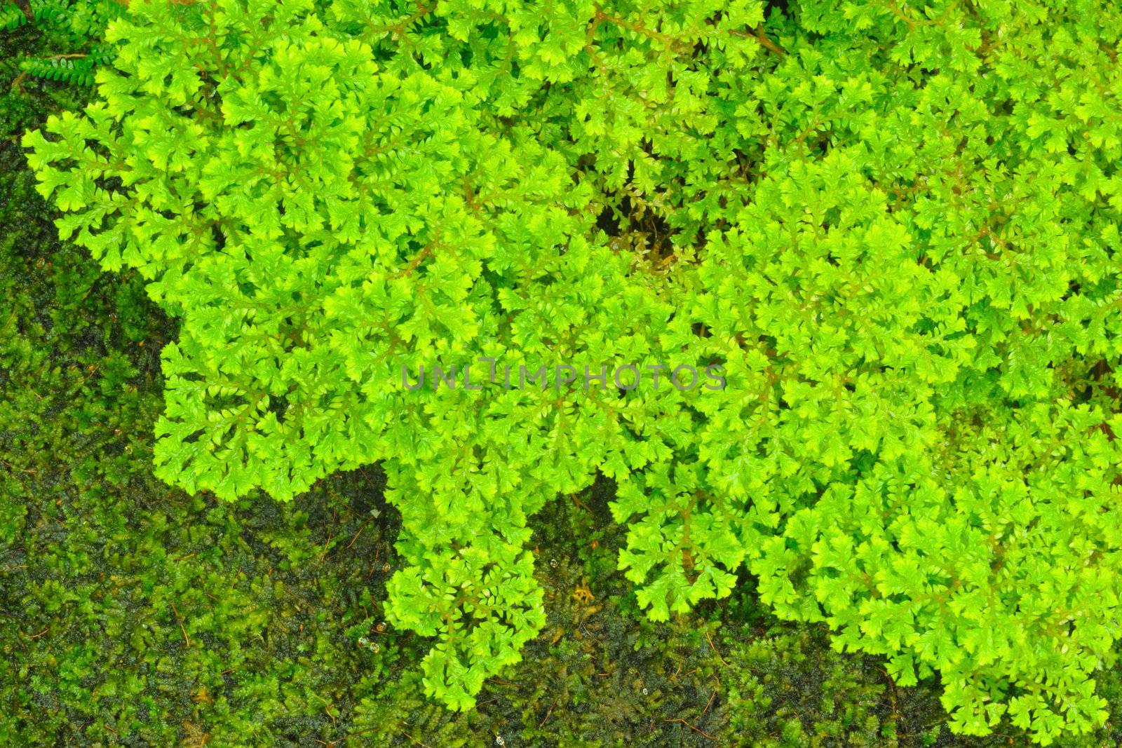 Green fern in rainforest.