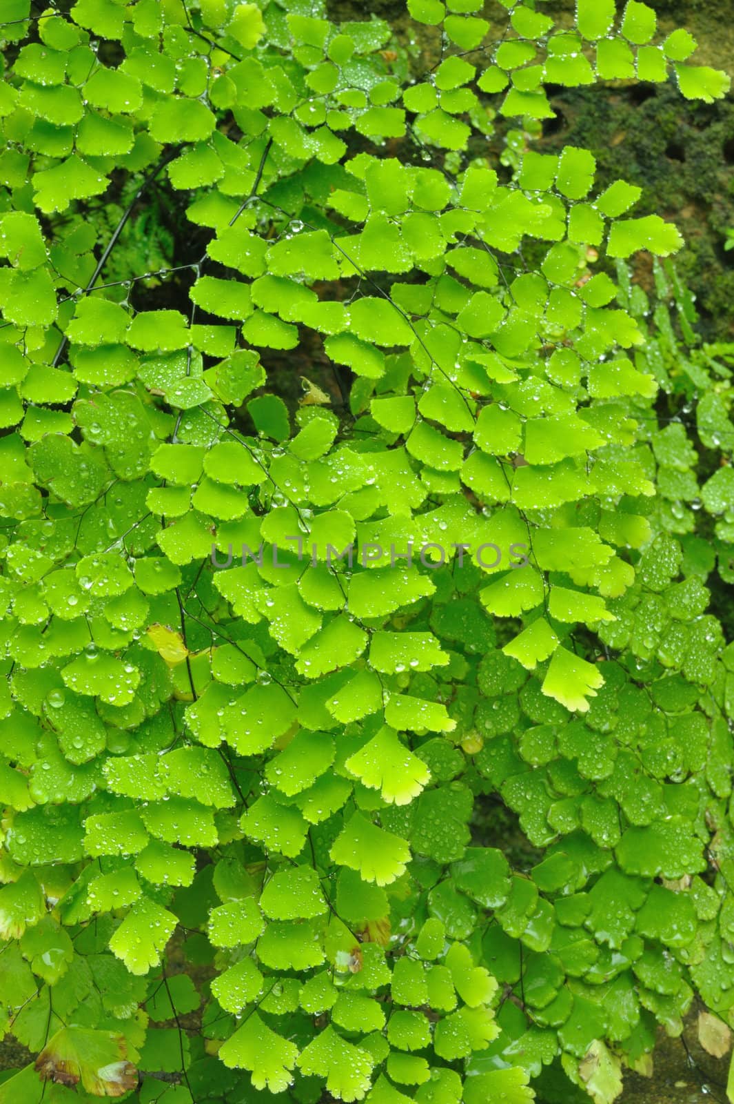 Background image with details of green fern in rain forast, Thailand.