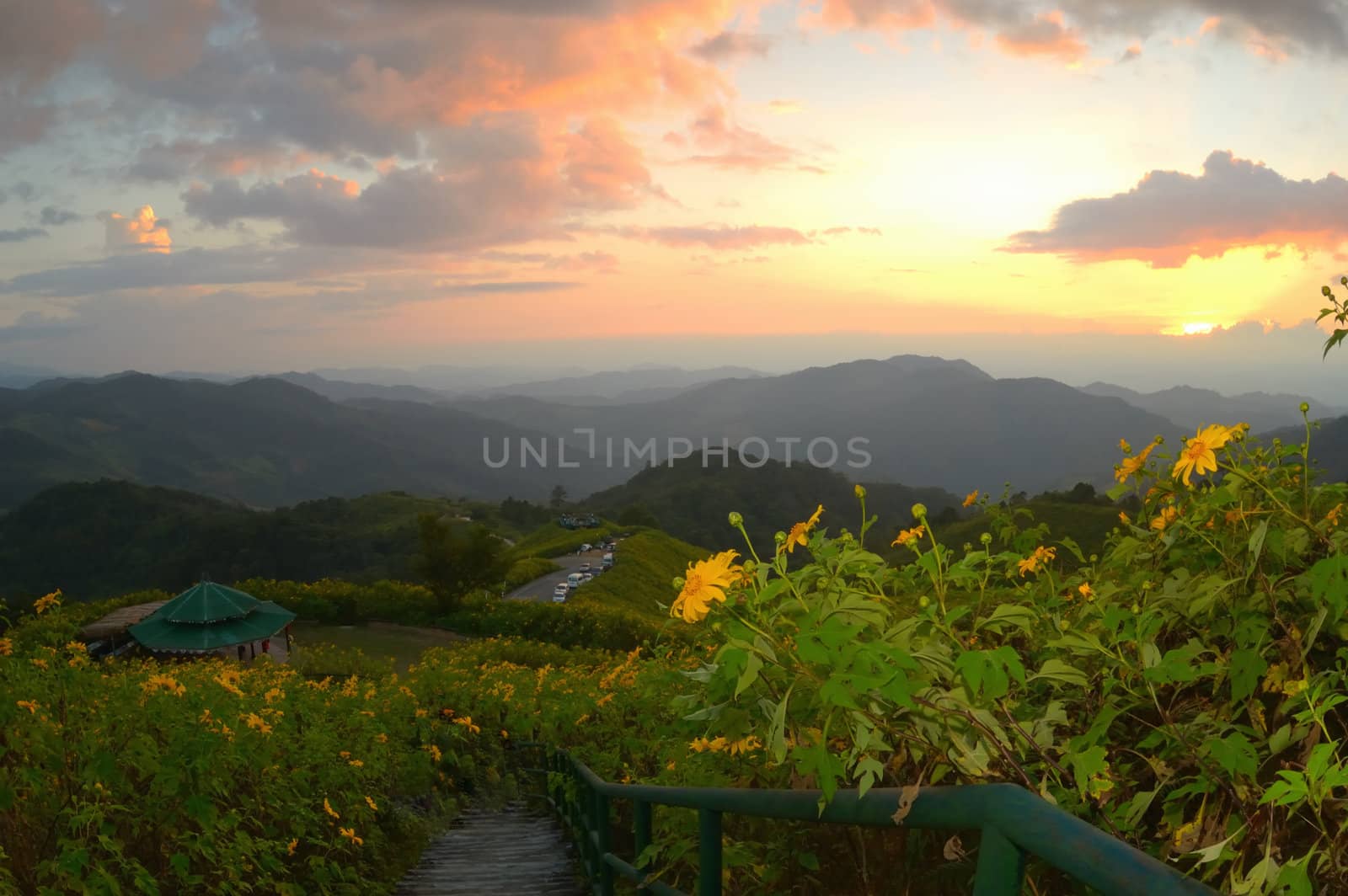 Sunset at mexican sunflower weed on the hill. by ngungfoto