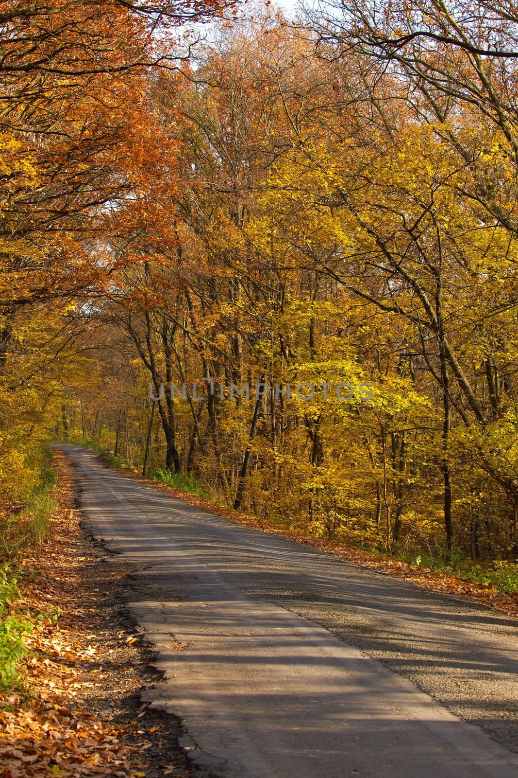 Narrow road in the autumn forest