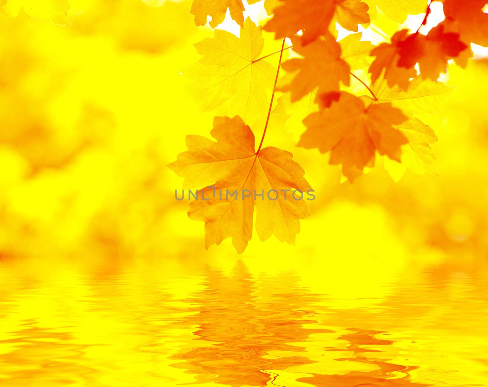 Autumn Background