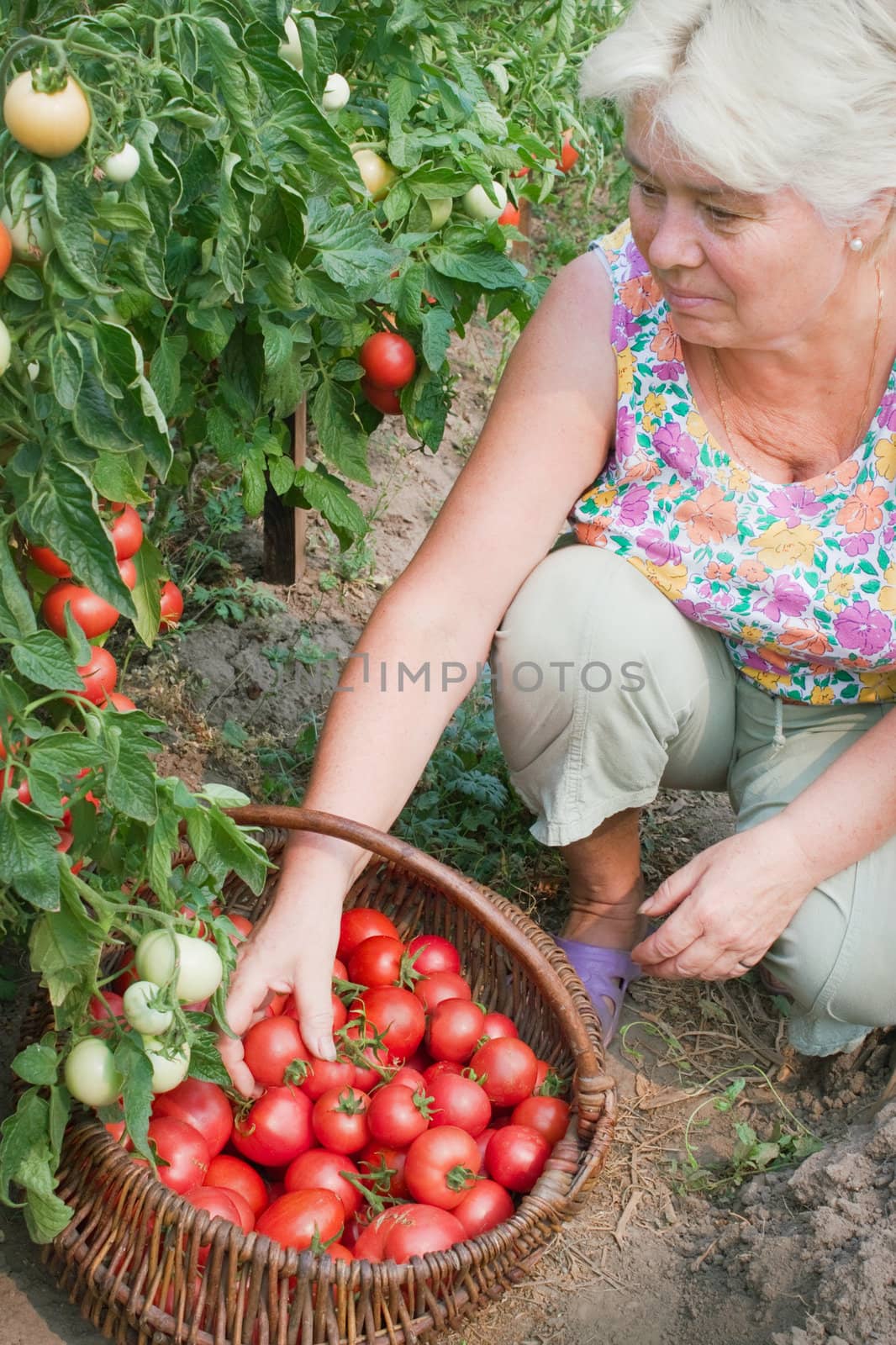 Elderly mistress of a kitchen garden reaps a crop
