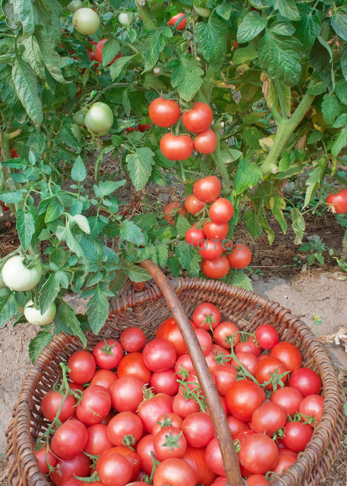 Plentiful fructification of tomatoes on a plantation of an open ground