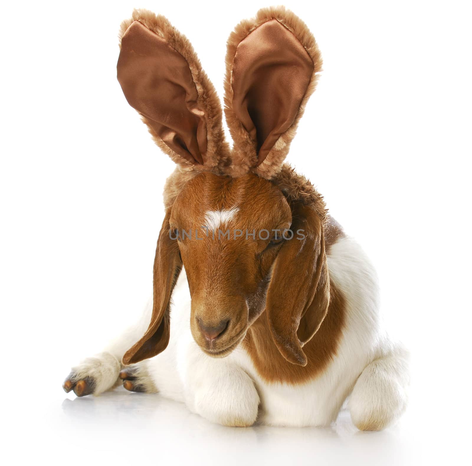 goat wearing bunny ears with reflection on white background