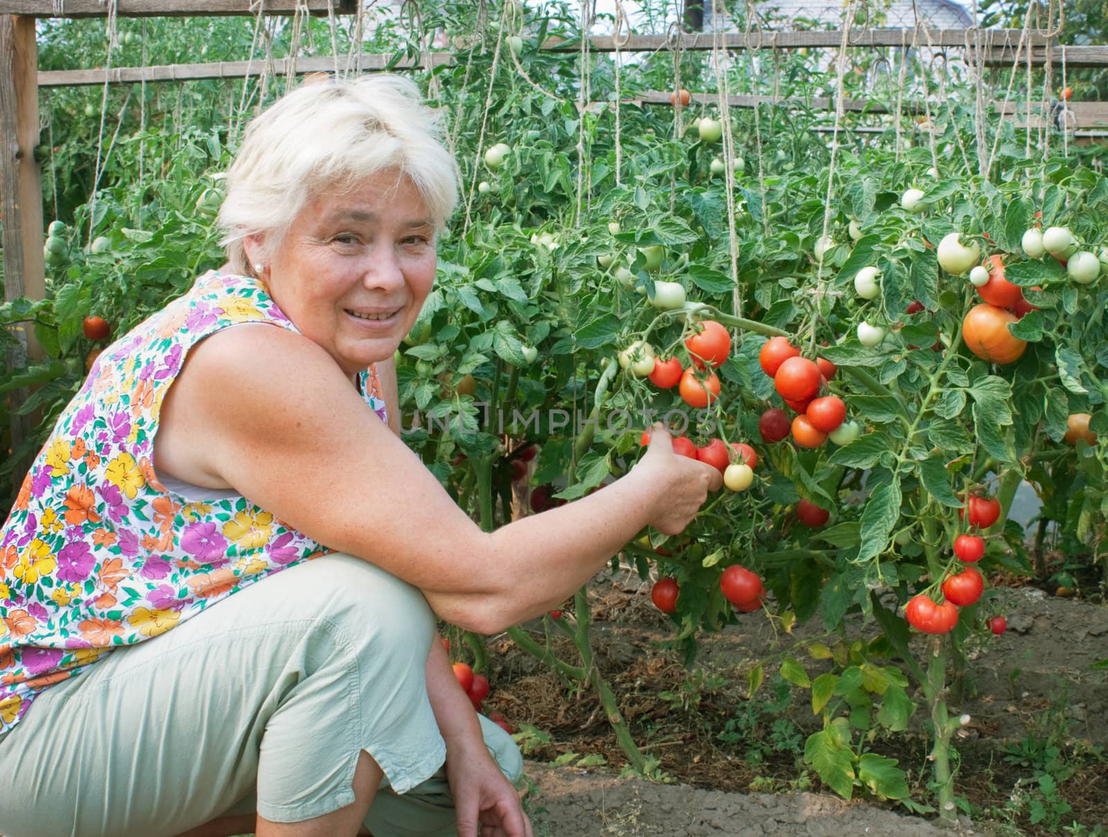 Elderly mistress of a kitchen garden reaps a crop