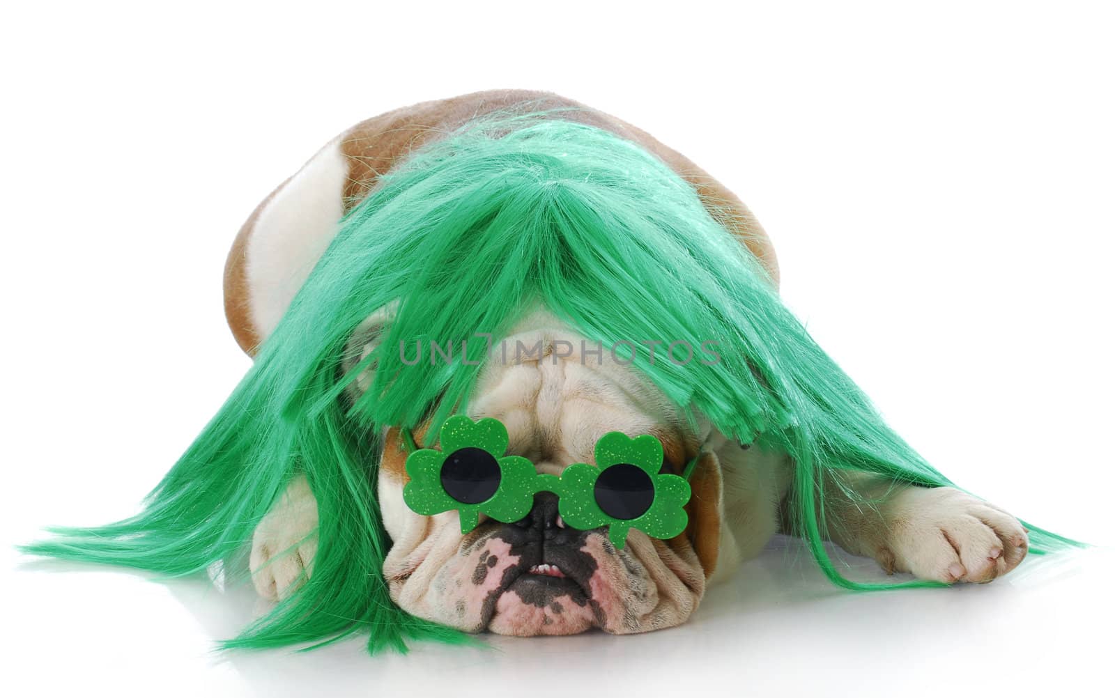 english bulldog dressed up with green wig and glasses for St. Patricks Day