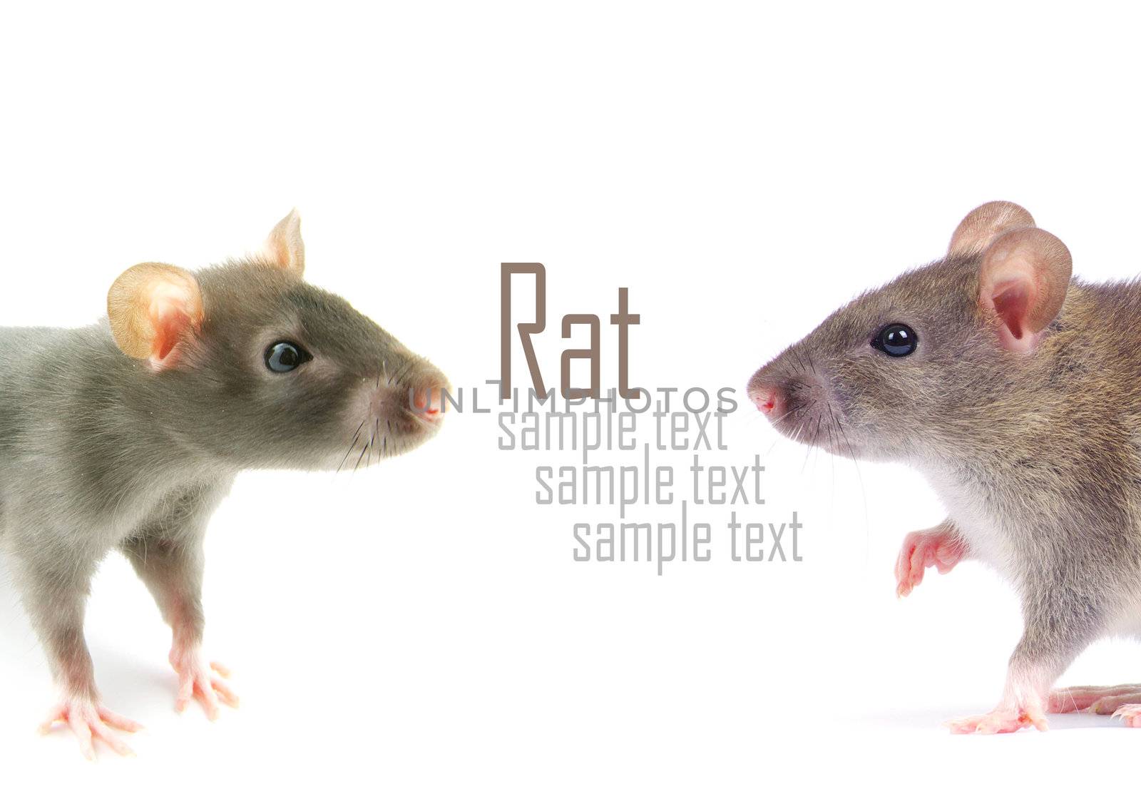 rat isolated on white background