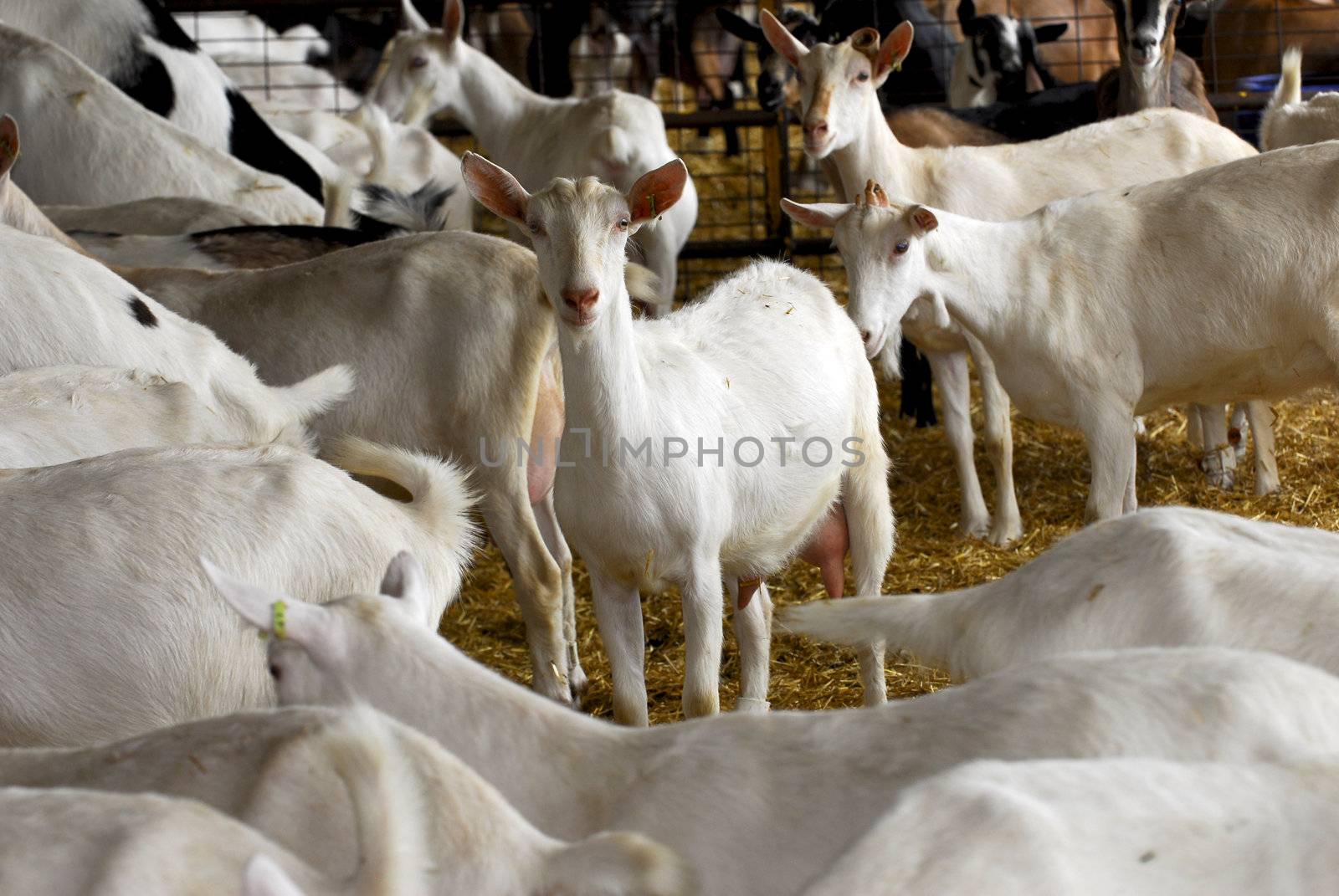 herd of dairy goat in a barn - purebred saanen and nubian