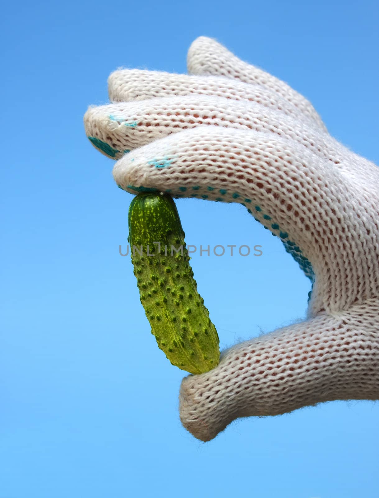 Cucumber of the small size against the sky