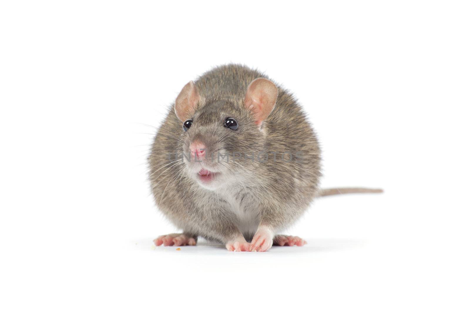 rat isolated on white background