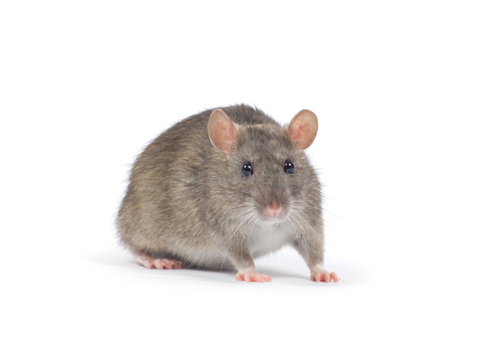 rat isolated on white background