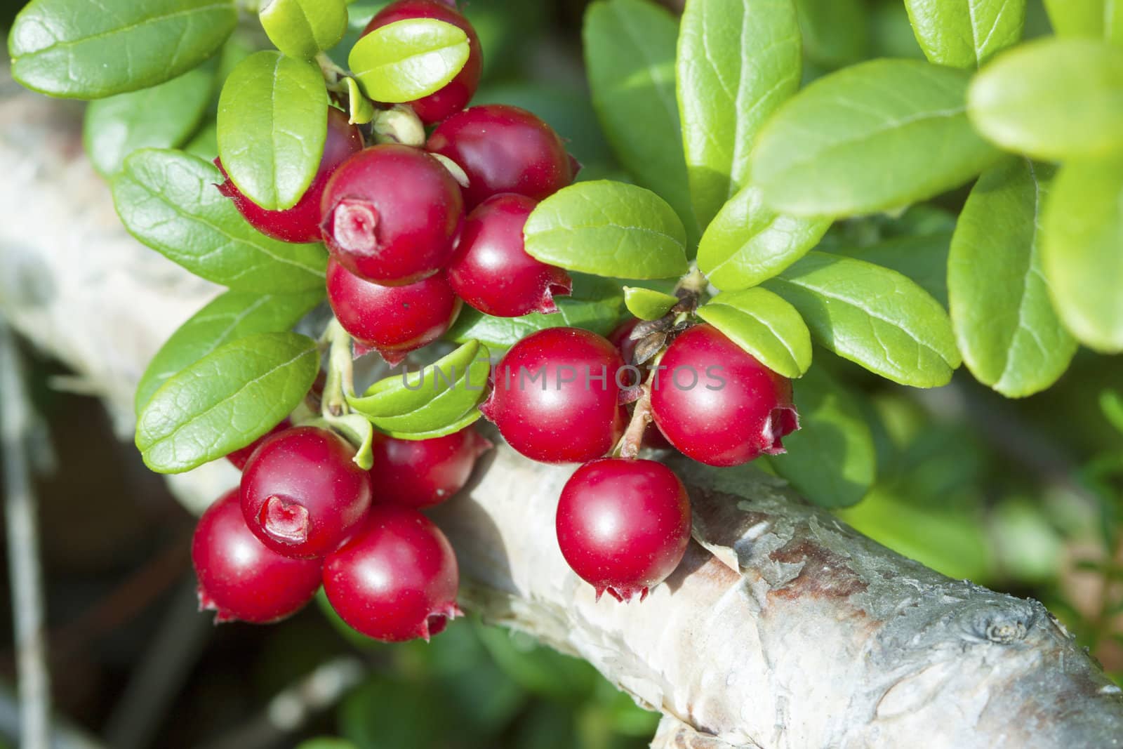 Red berries lingonberry (Vaccinium vitis-idaea) in the forest