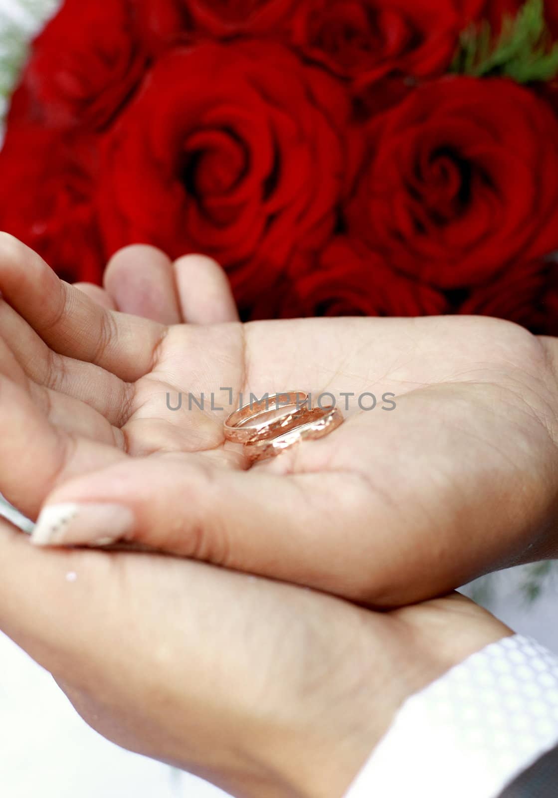 Hands of the groom and the bride with wedding rings - the newlyweds