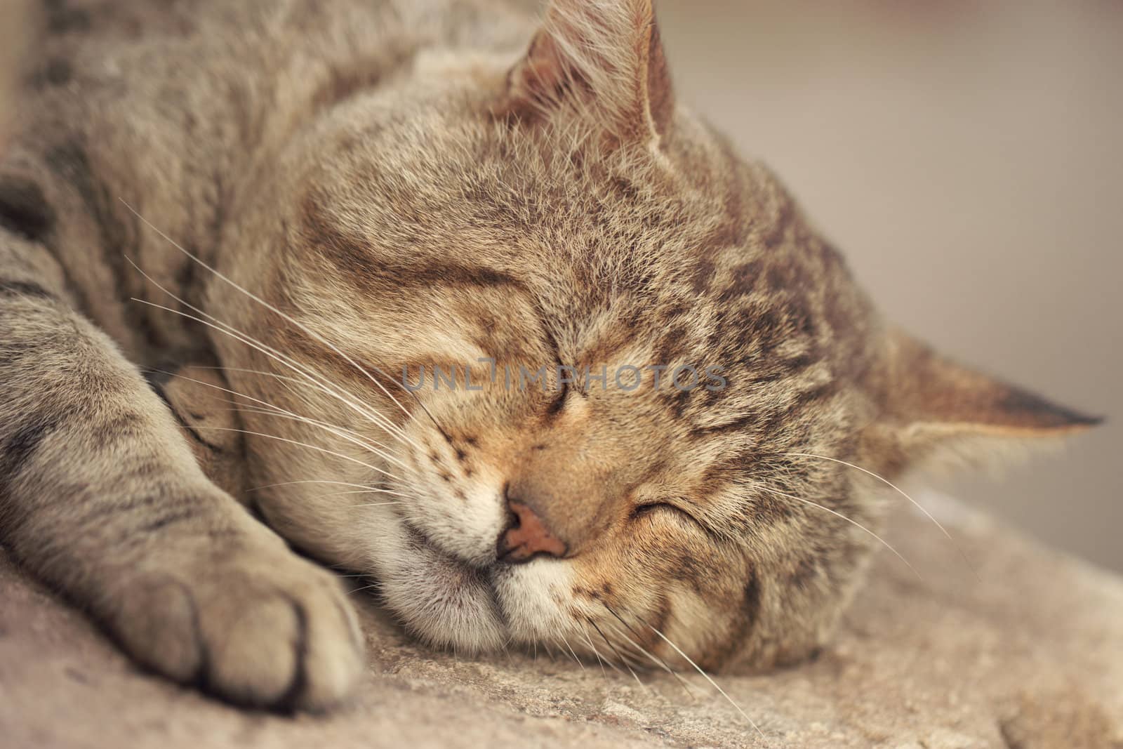 Gray tabby cat sleeping by victosha