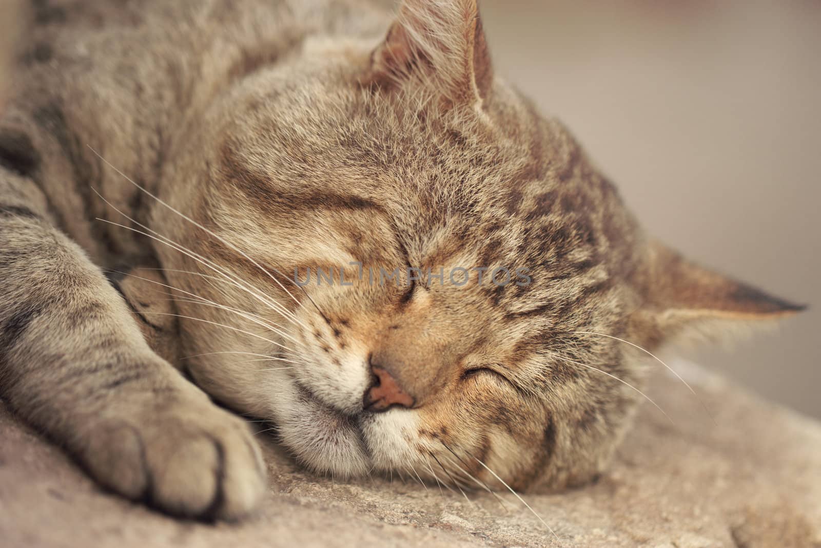 Gray tabby a cat sleeping on outdoor