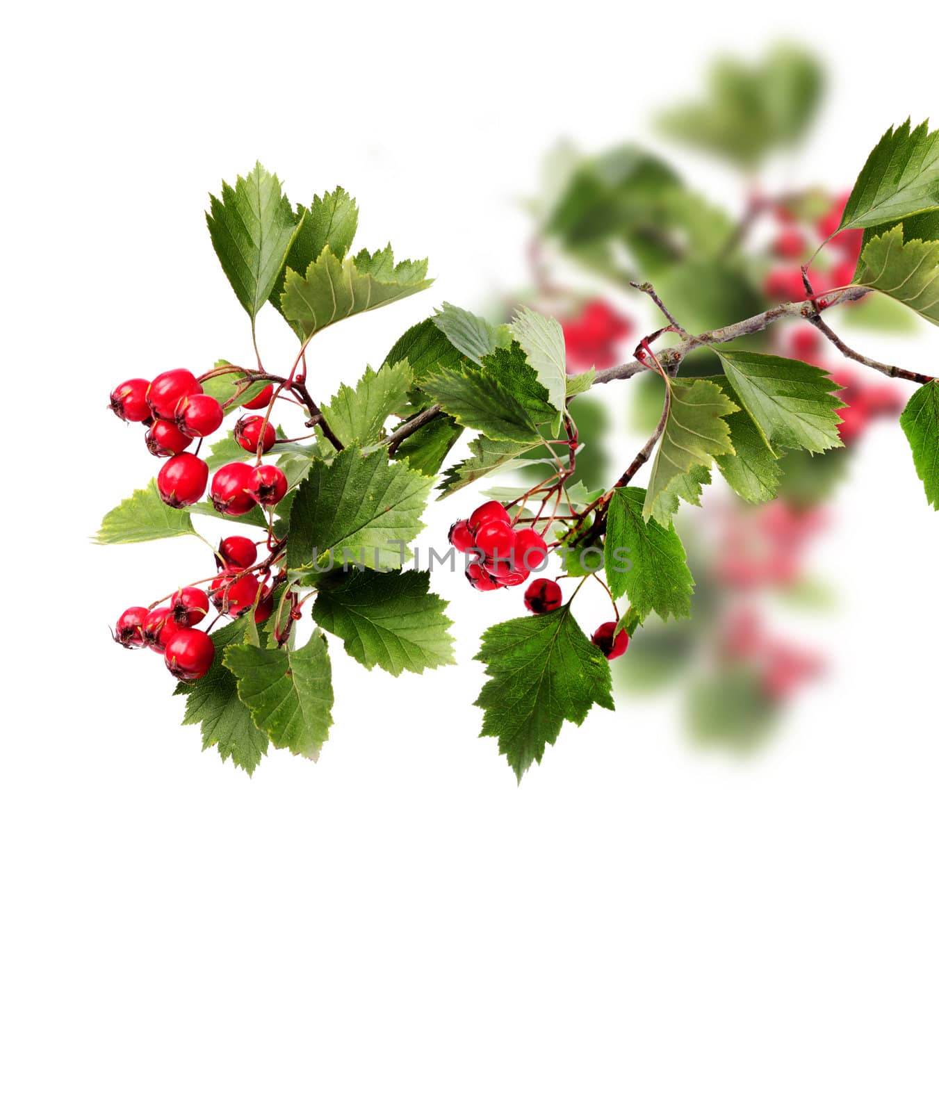 Red hawthorn berries green branch isolated on white