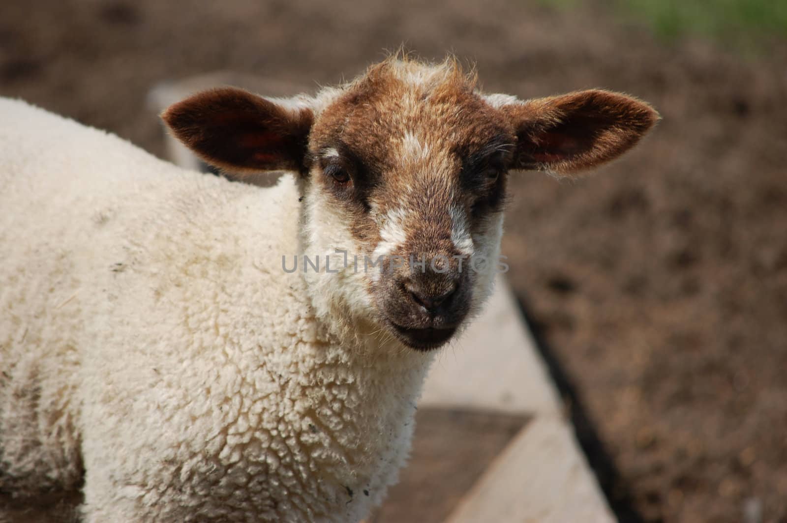 Young lamb with brown ears and muzzle by sarahdoow