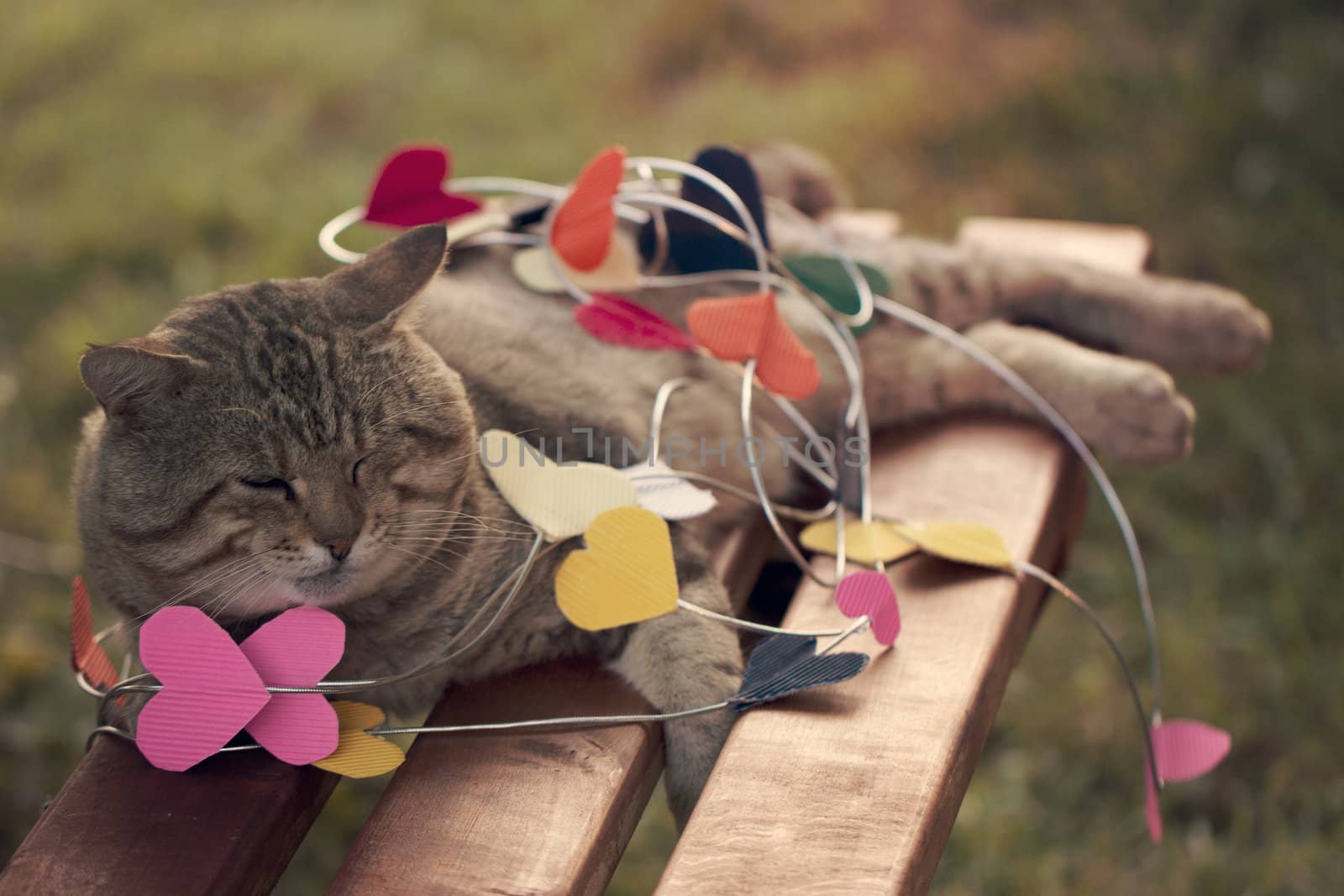 a Cat sitting on multicolored paper hearts