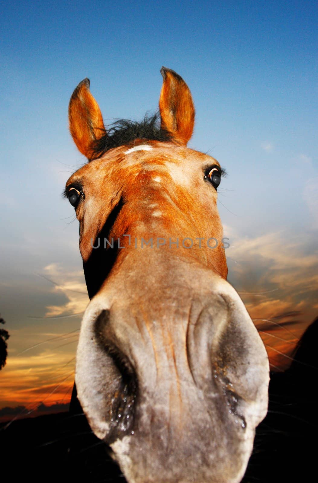 Close-up of a horse head Close-up of a horse head