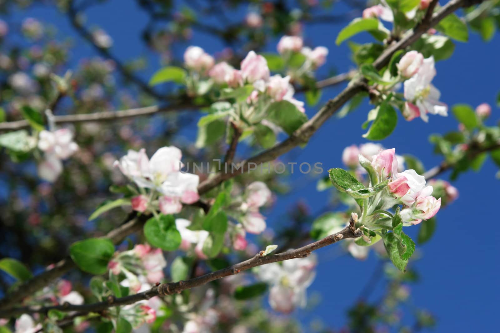 apple blossoms against blue sky on a sunny day apple blossoms against blue sky on a sunny day