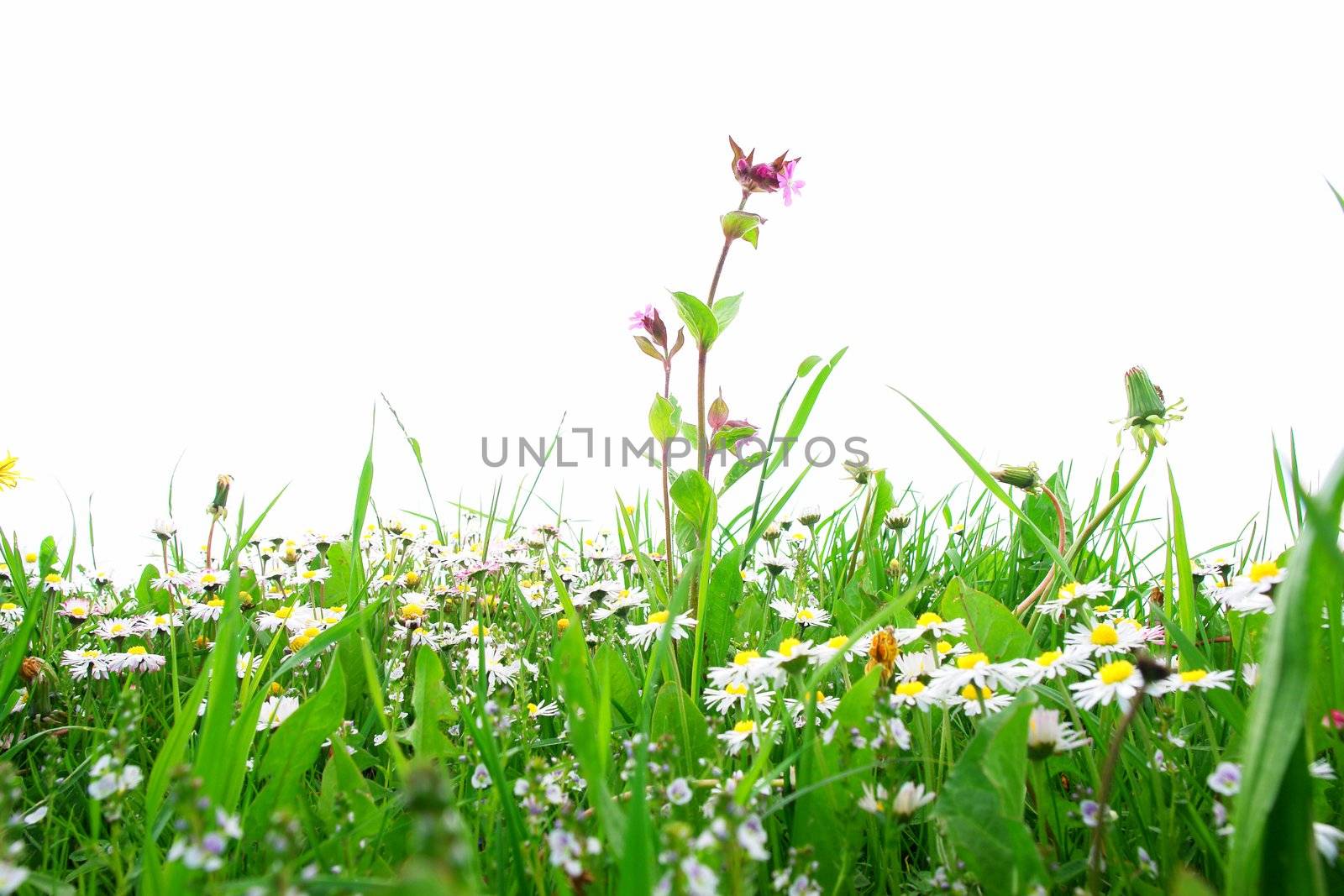 Flowers on a field against an isolated background