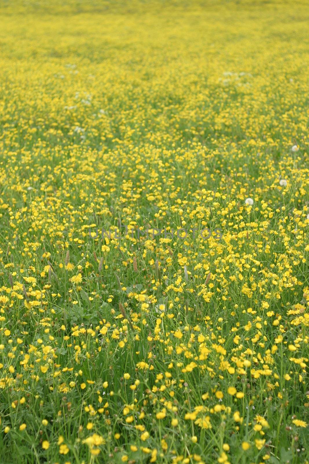 Spring flowers in the field on a sunny day