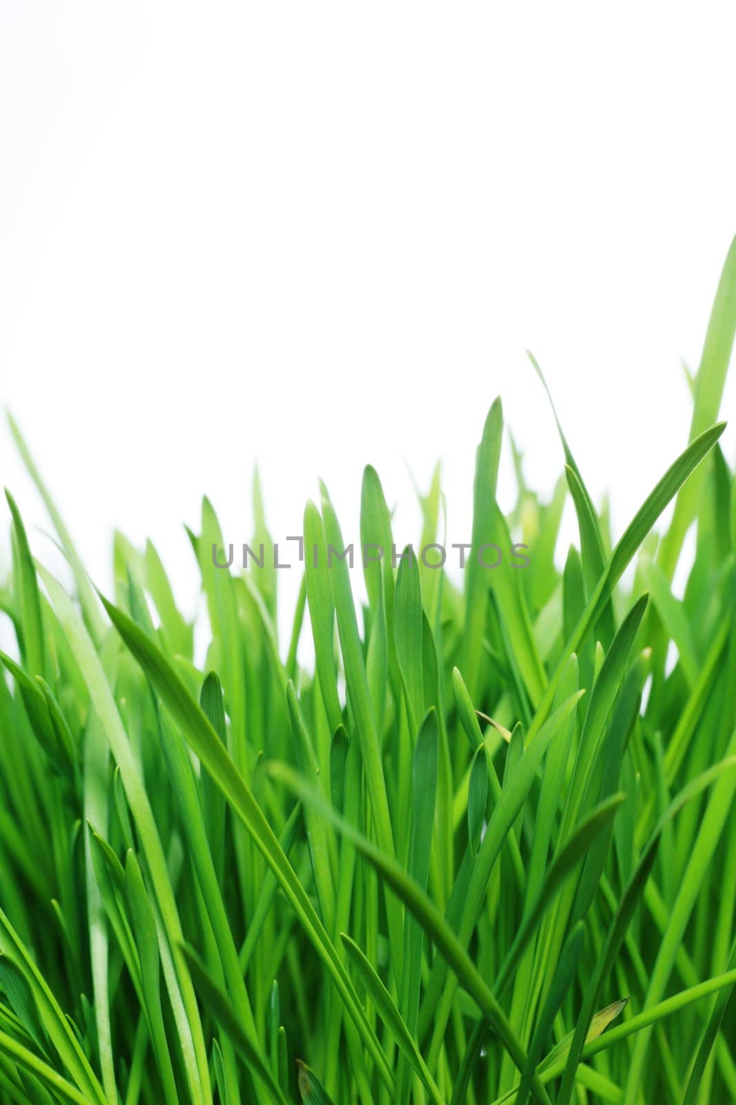close-up of green grass against white