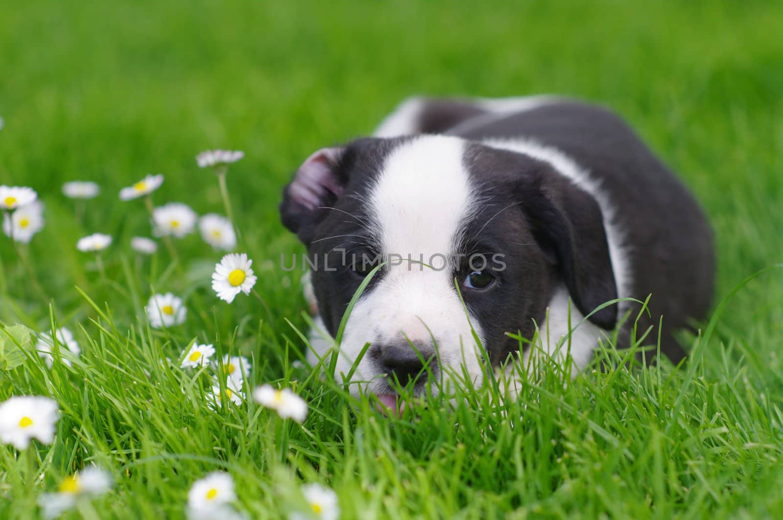 cute puppies in the meadow in spring time
