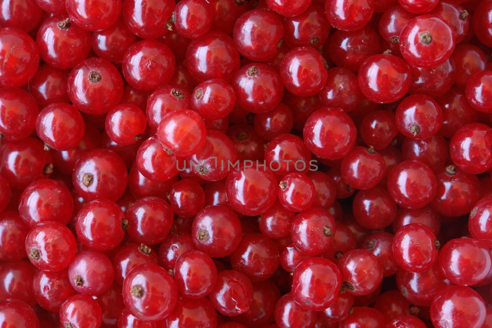 Natural background: berries of a red currant Natural background: berries of a red currant