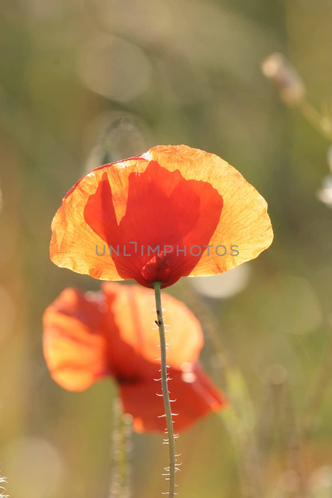 poppies in a Field outside at a sunny day
