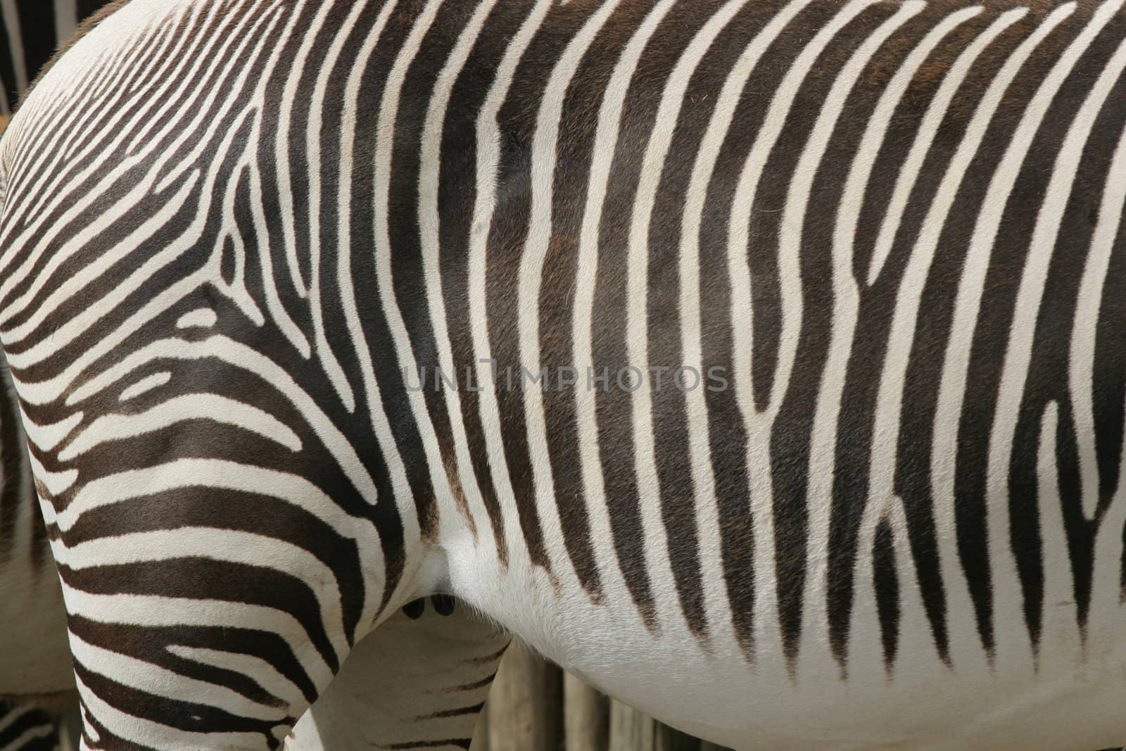 close up of a look at a zebra