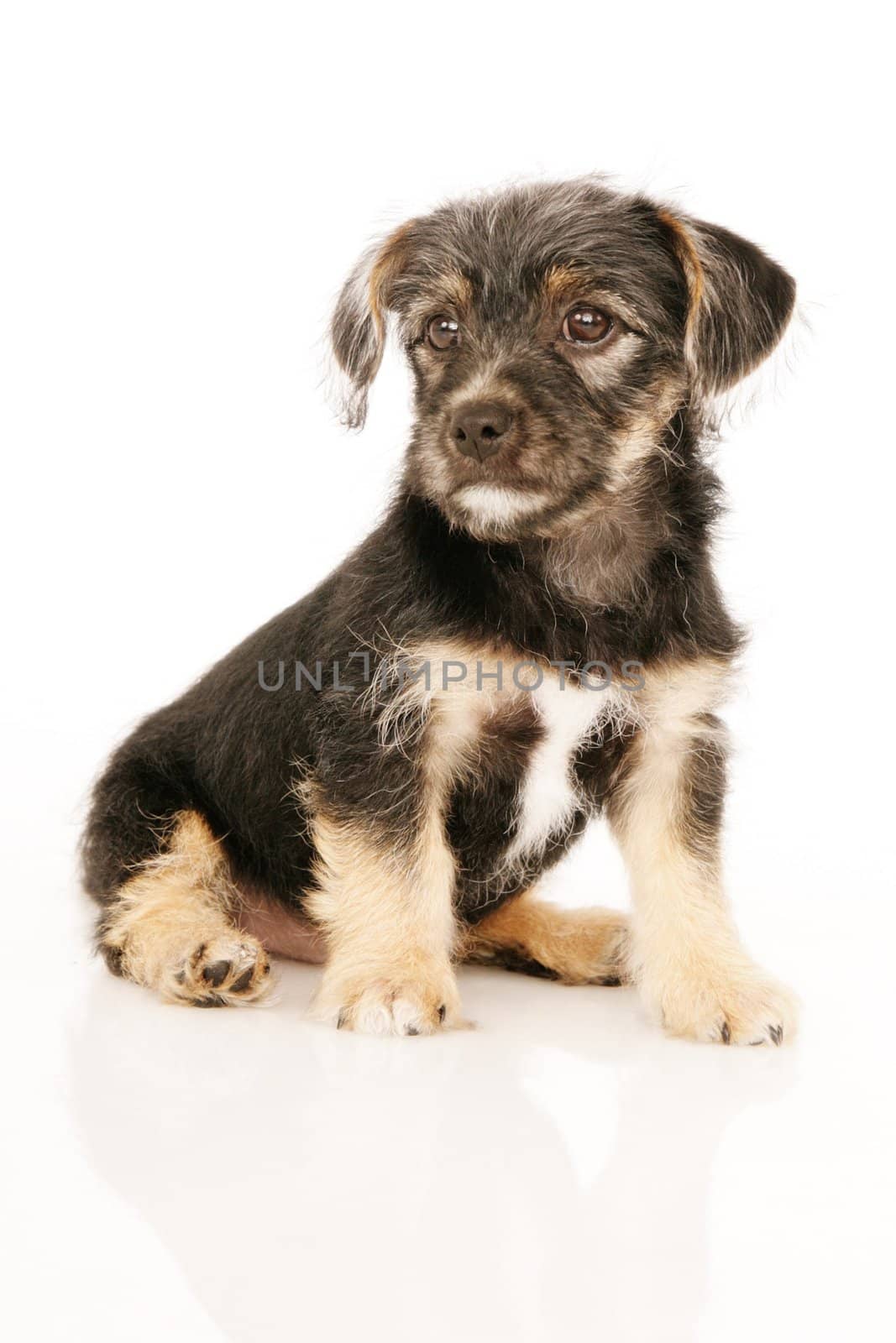 Puppy isolated on white