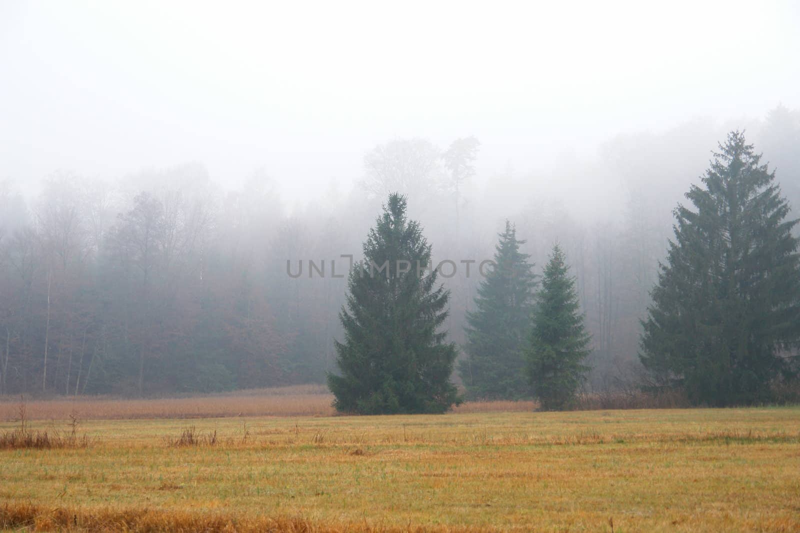 An early morning foggy view of this field with trees An early morning foggy view of this field with trees