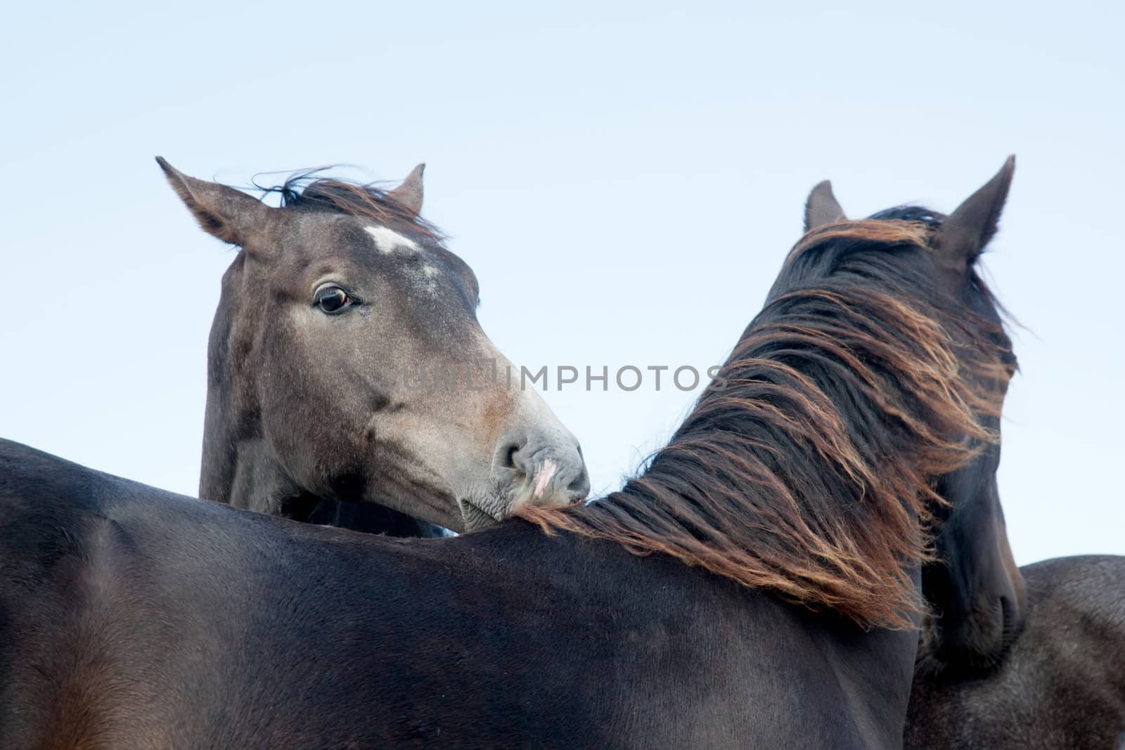 heads of two dark brown horses and light blue sky