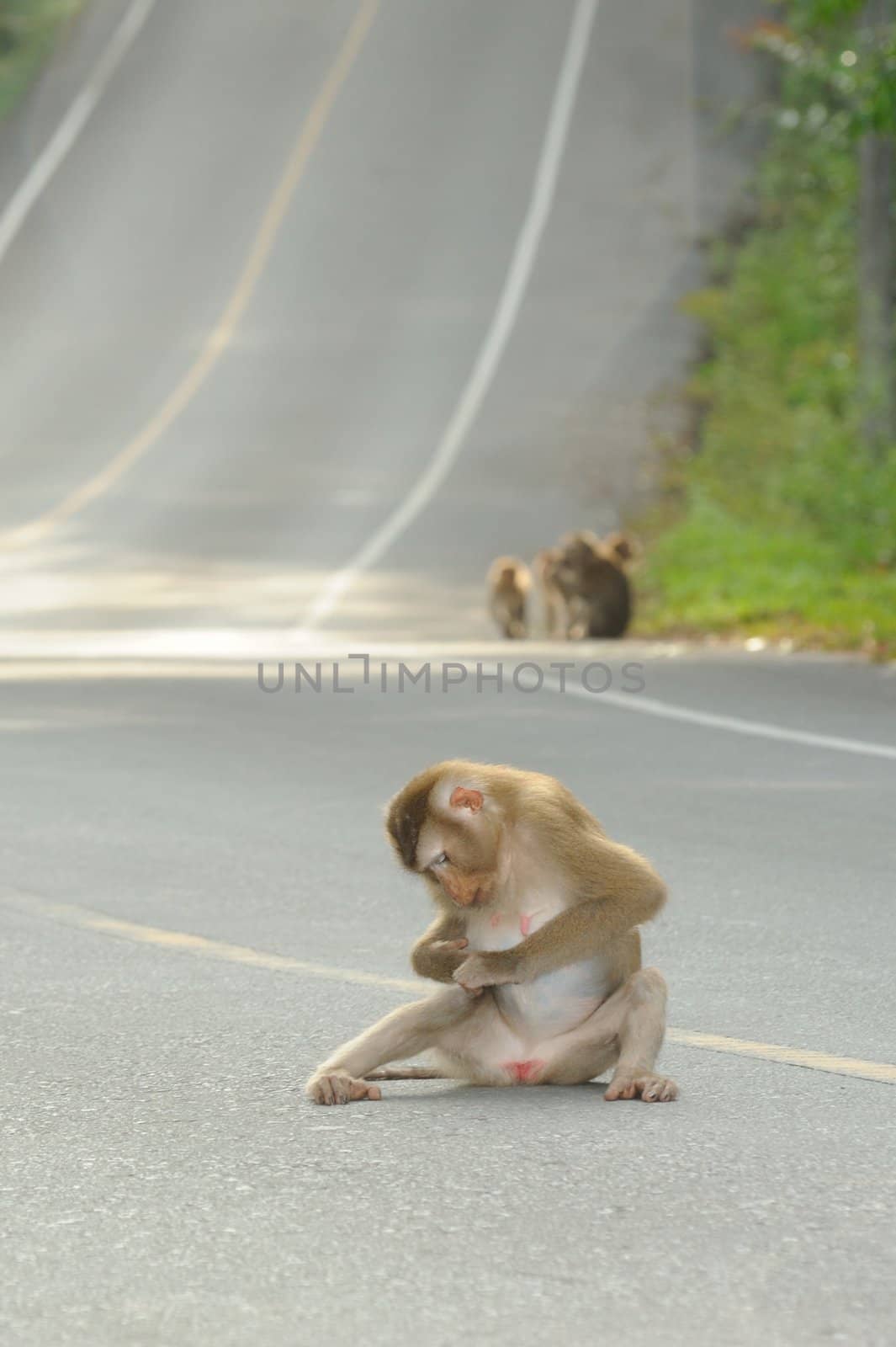 The monkeys relax on the road in Khao Yai National Park, Thailand.