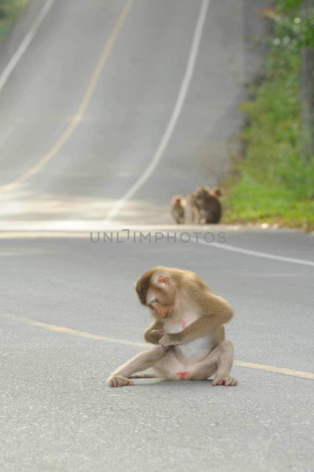 The monkeys relax. by ngungfoto