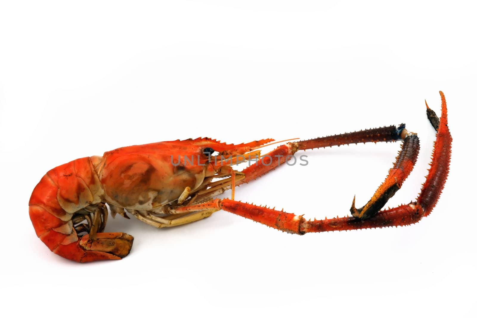 Grilling river shrimps  isolated on white background.