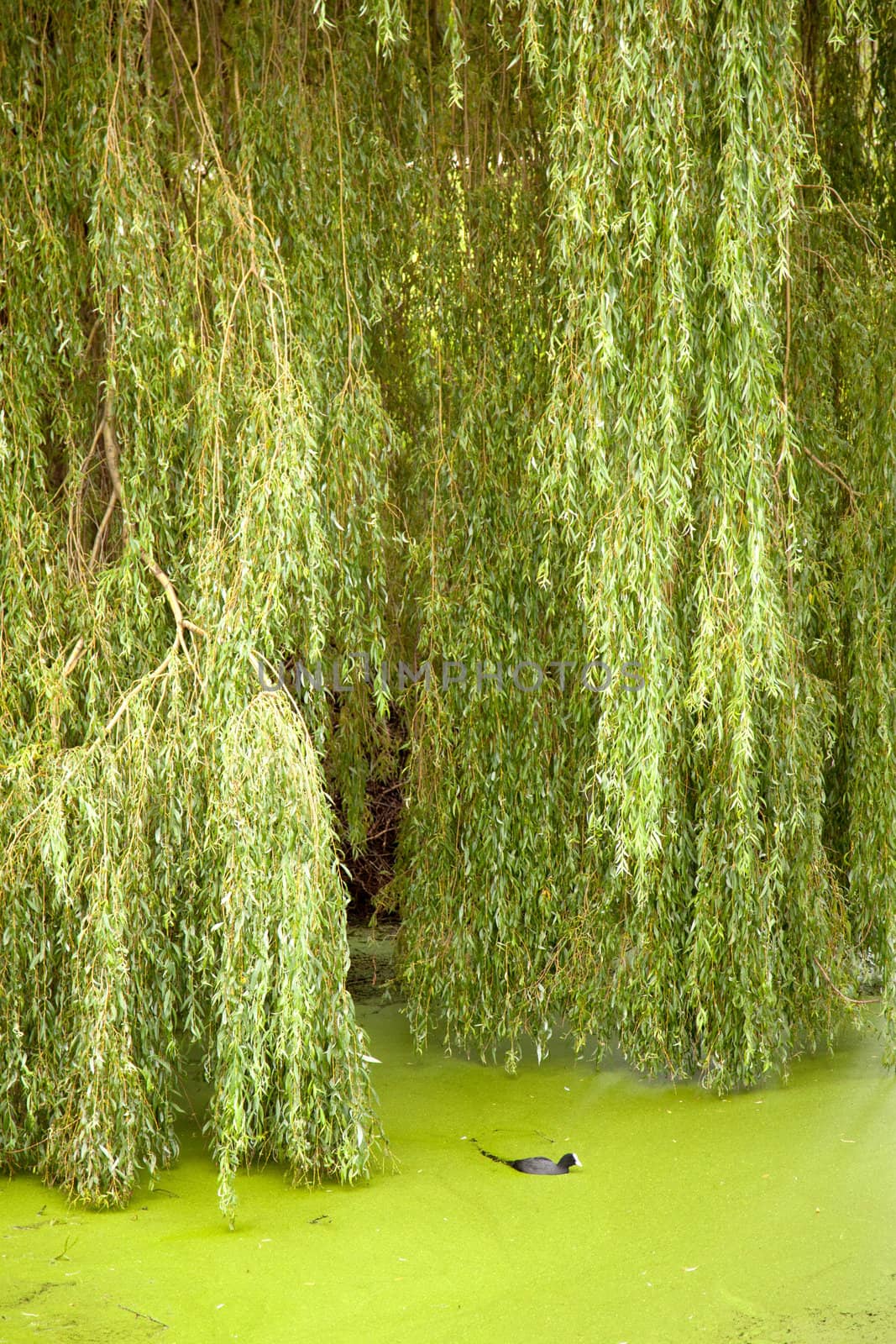 coot in duckweed and weeping willow by ahavelaar