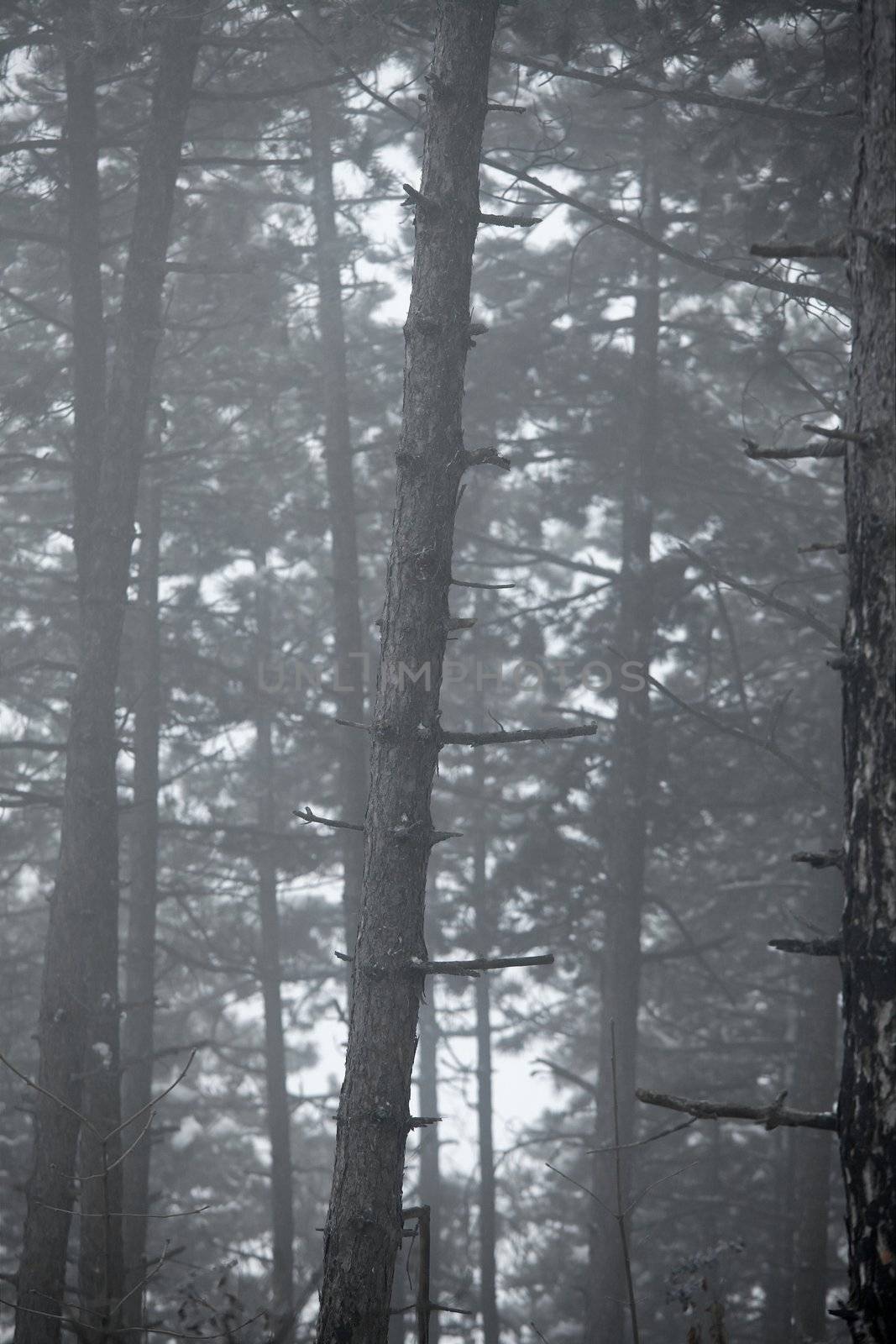 Gloomy winter forest detail with tall trees