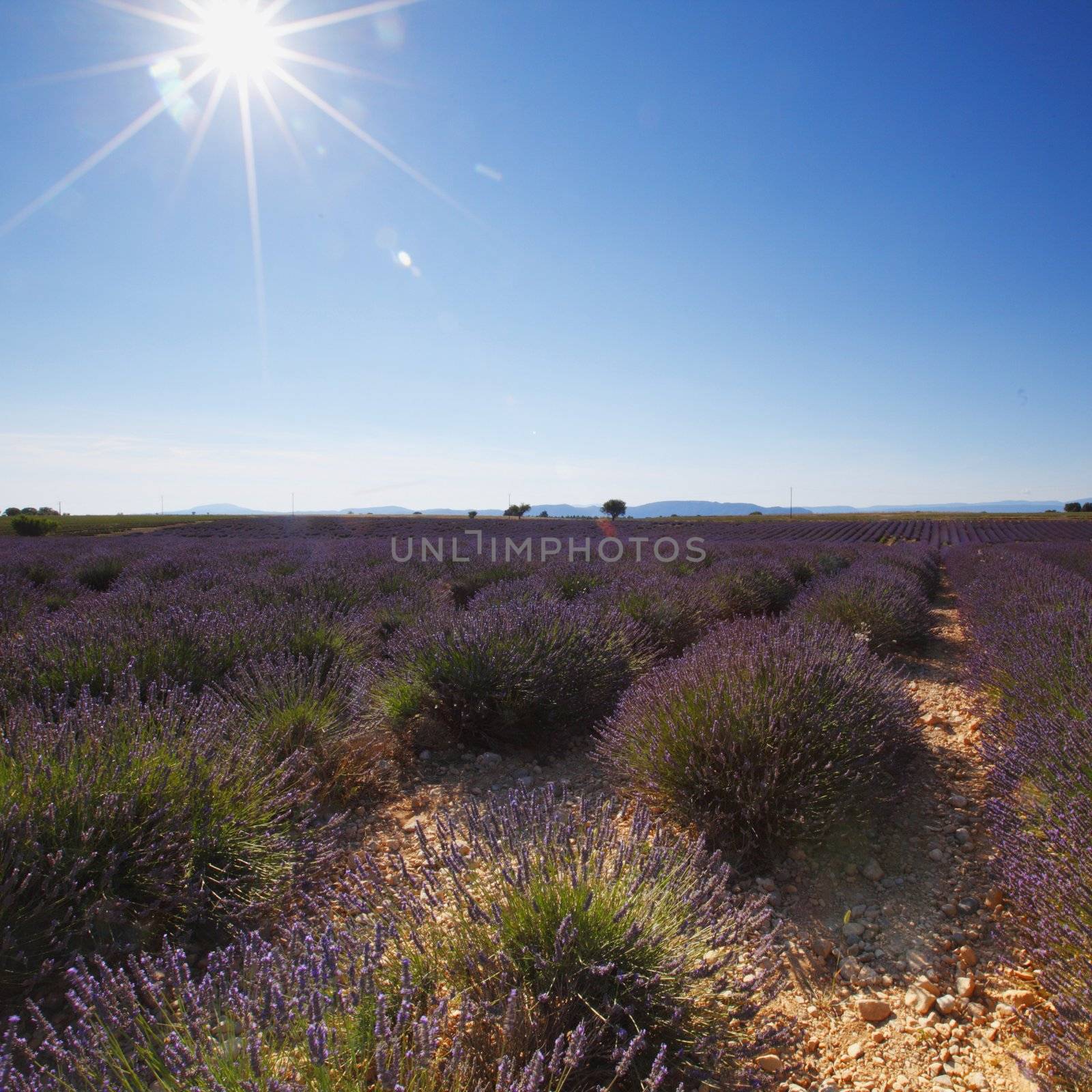 beautiful image of lavender field